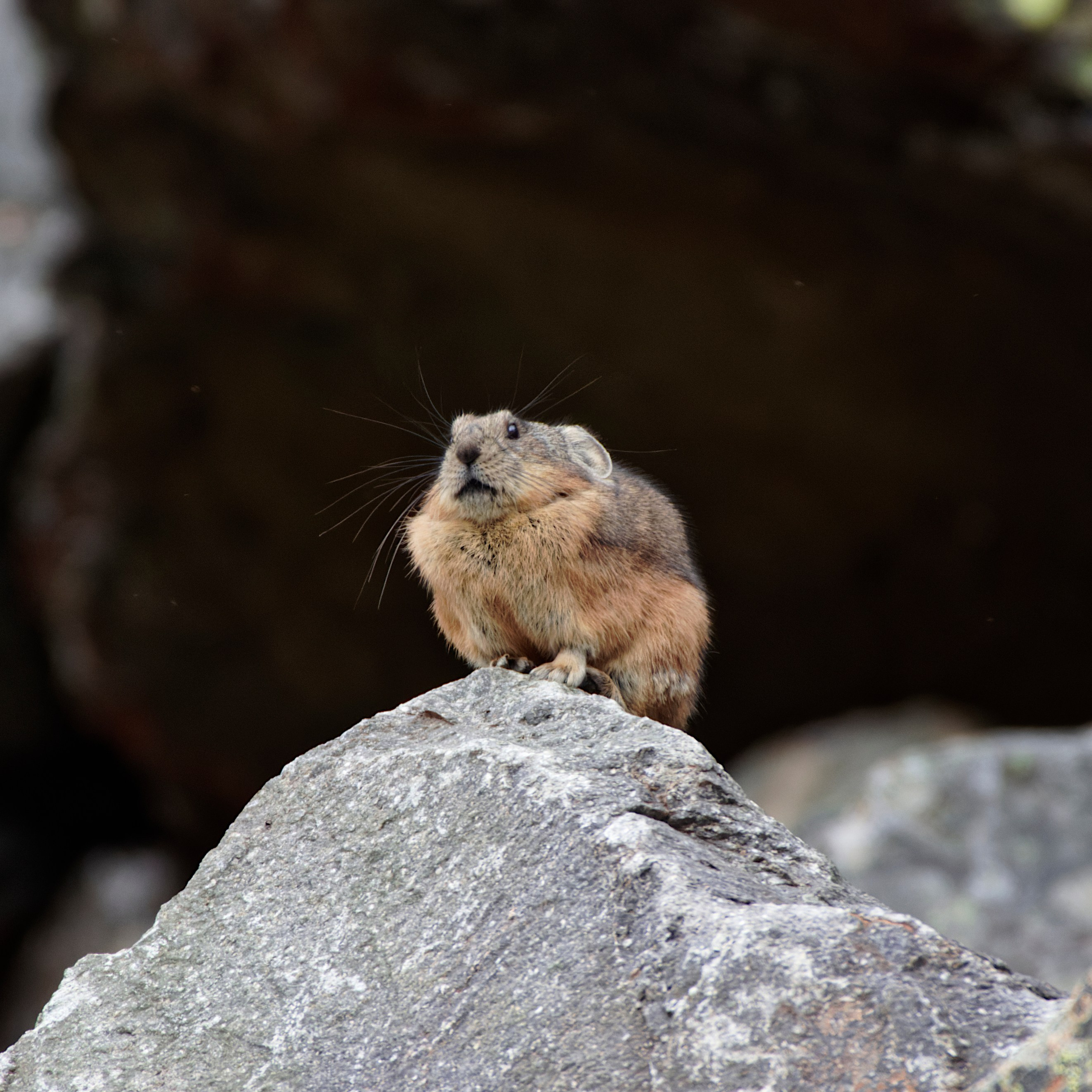 Это не фотошоп. Я видел это в горах Алтая. Семоха Валерий. Фотограф