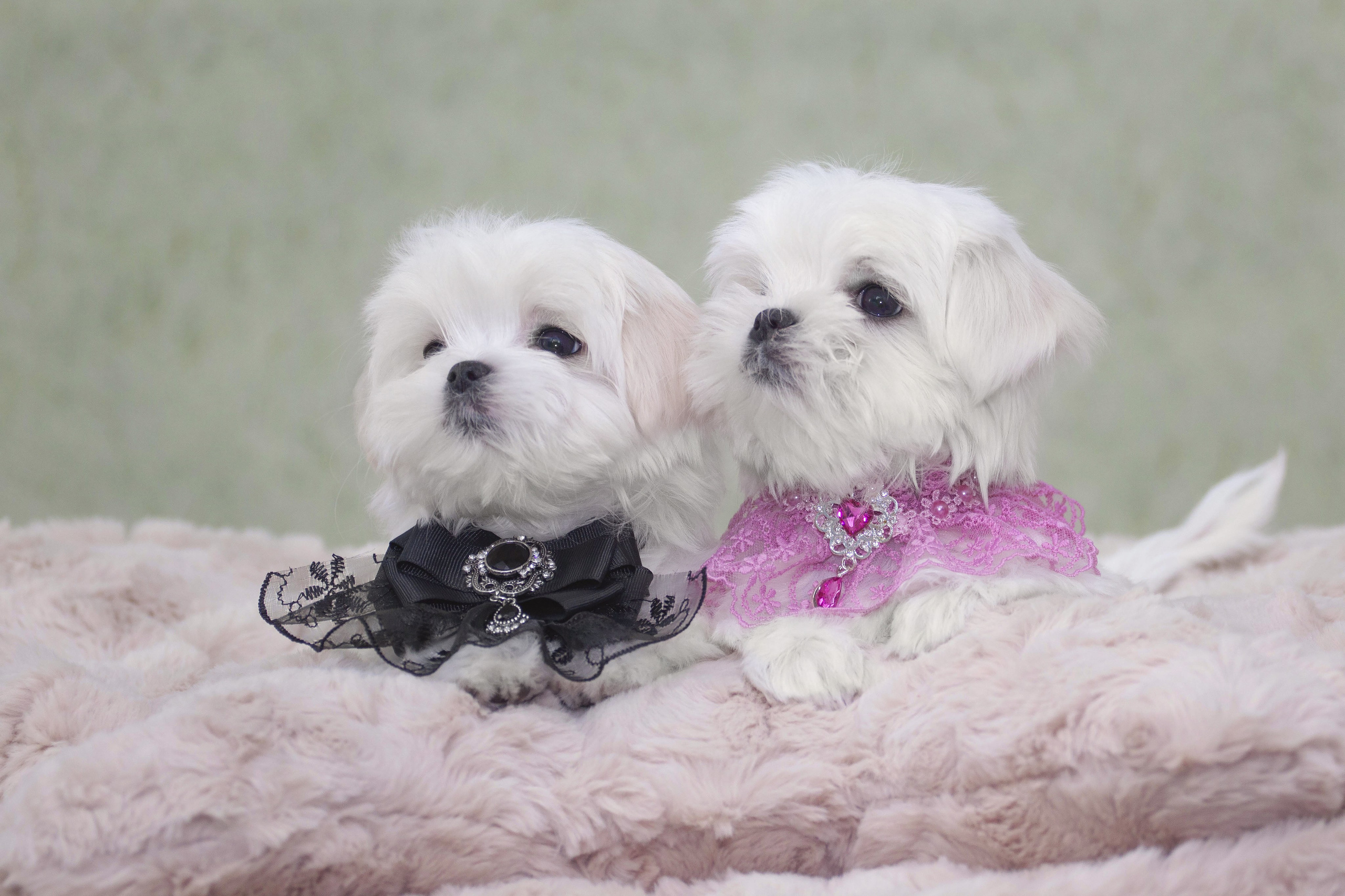 Щенки. Slavilada-Лапки. Свет. Любовь… Профессиональная фотосессия питомцев Для памяти, пристройства и продажи. Хабаровск