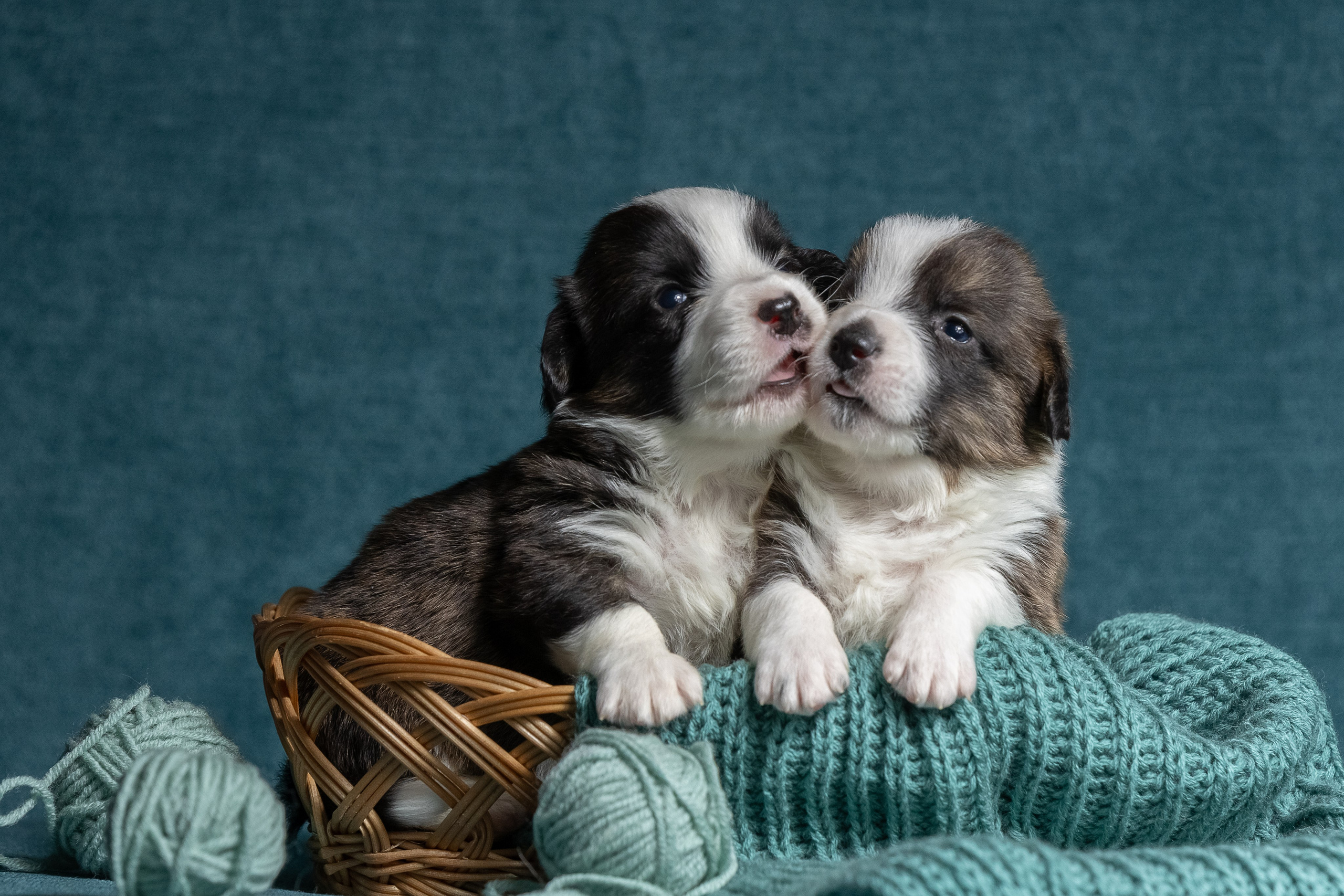 Купить щенка вельш корги кардиган из питомника Ice Fantasy. Купить щенка Вельш-корги-кардиган в семейном питомнике — Ice Fantasy