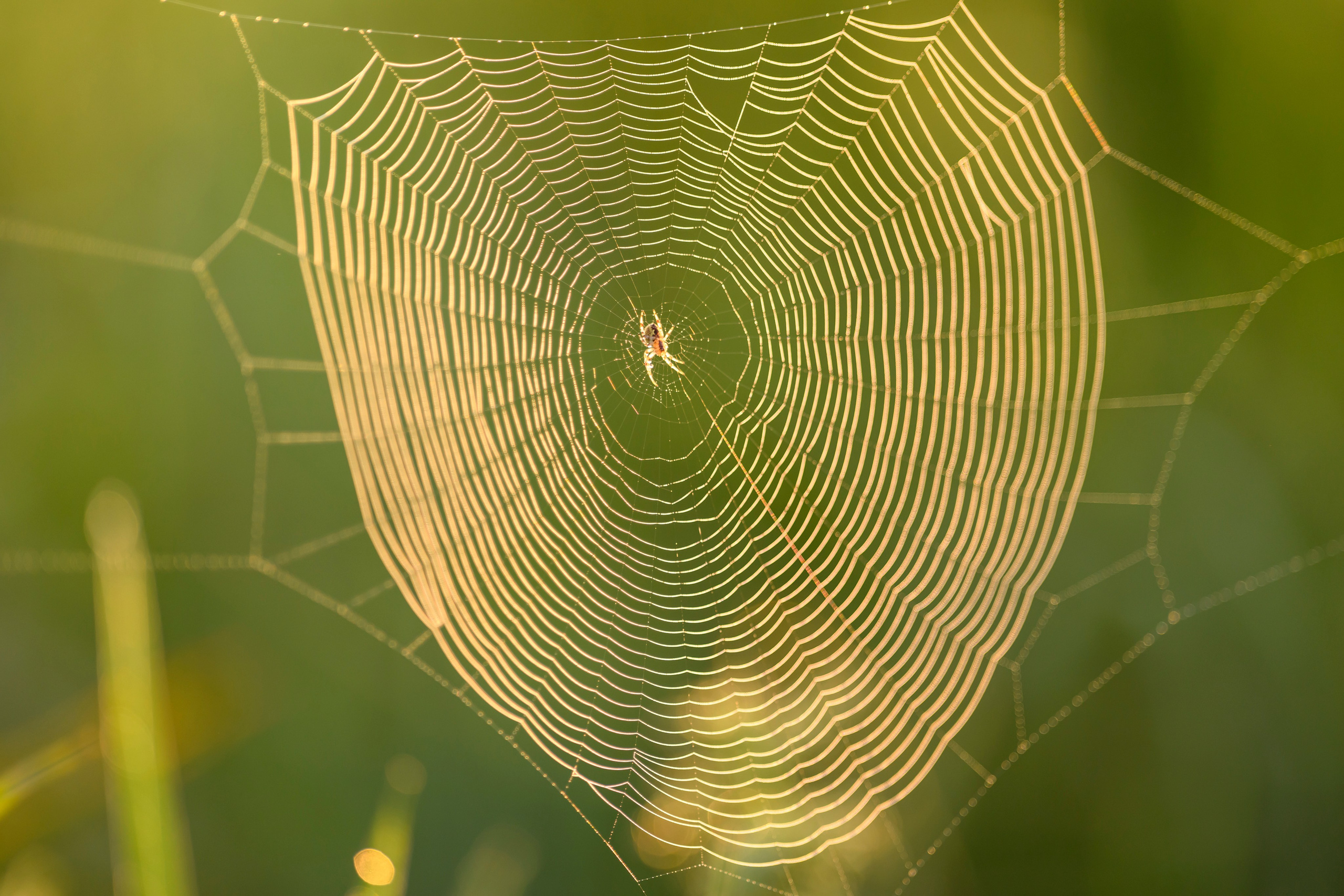 Совята завтракают. The owlets are having breakfast. Wildlife photography by Sergey Puponin