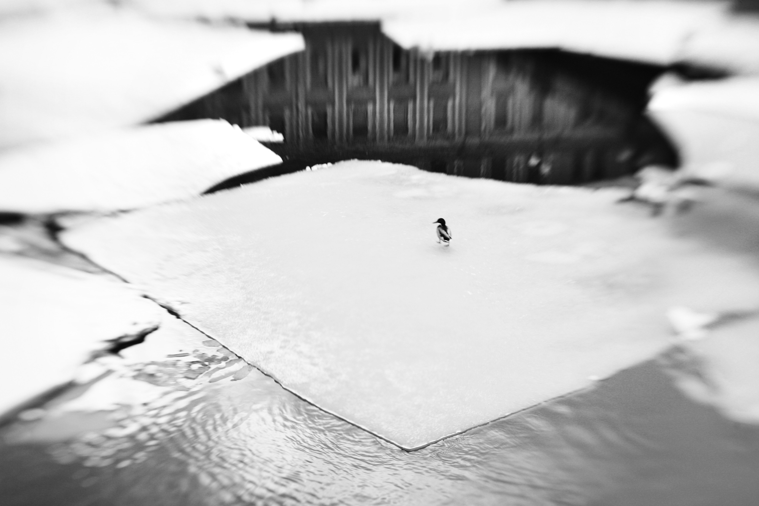 Курс «Стрит фотография»