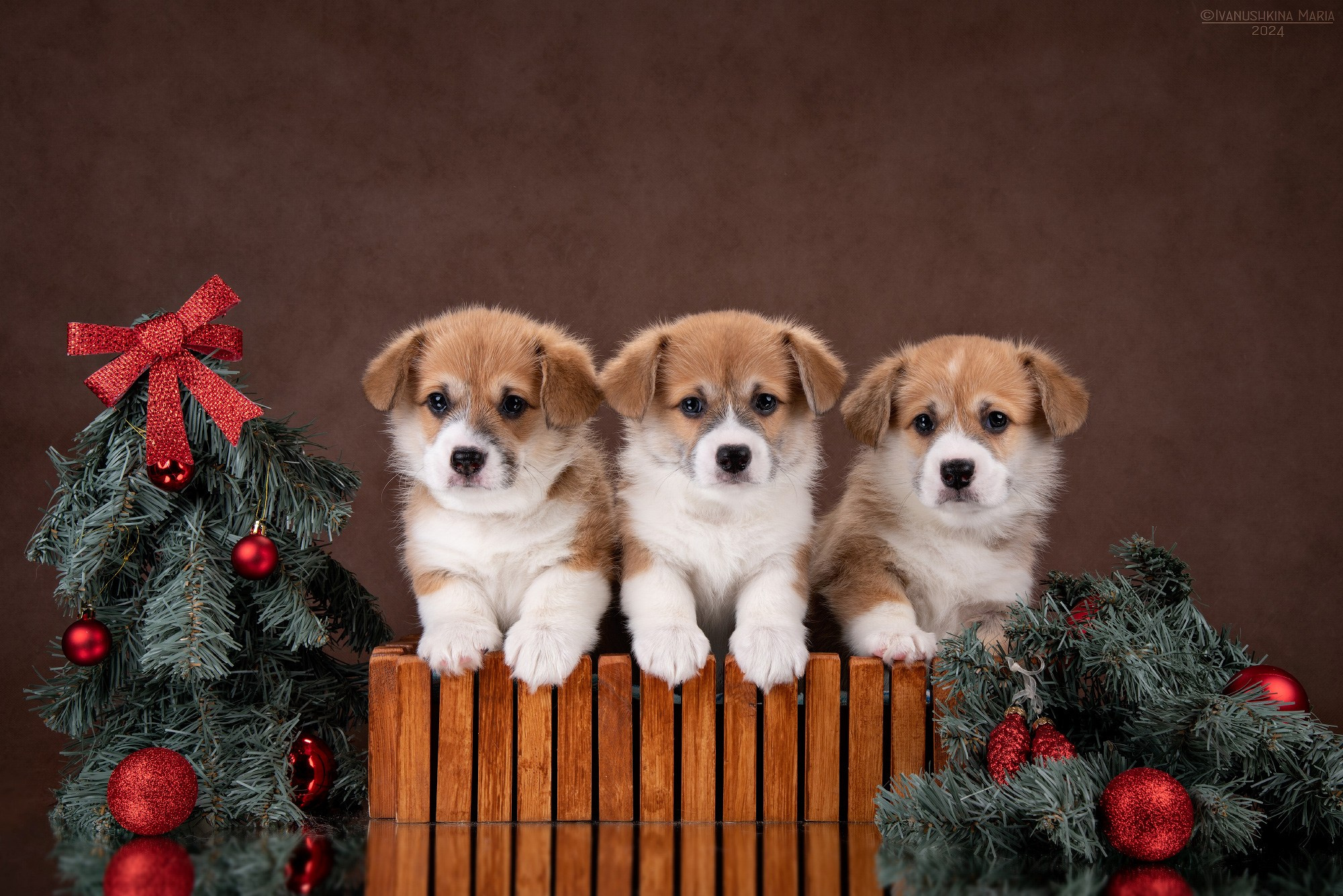 Фотосессия щенков на фонах. Фотограф собак в Москве и Московской области Иванушкина Мария