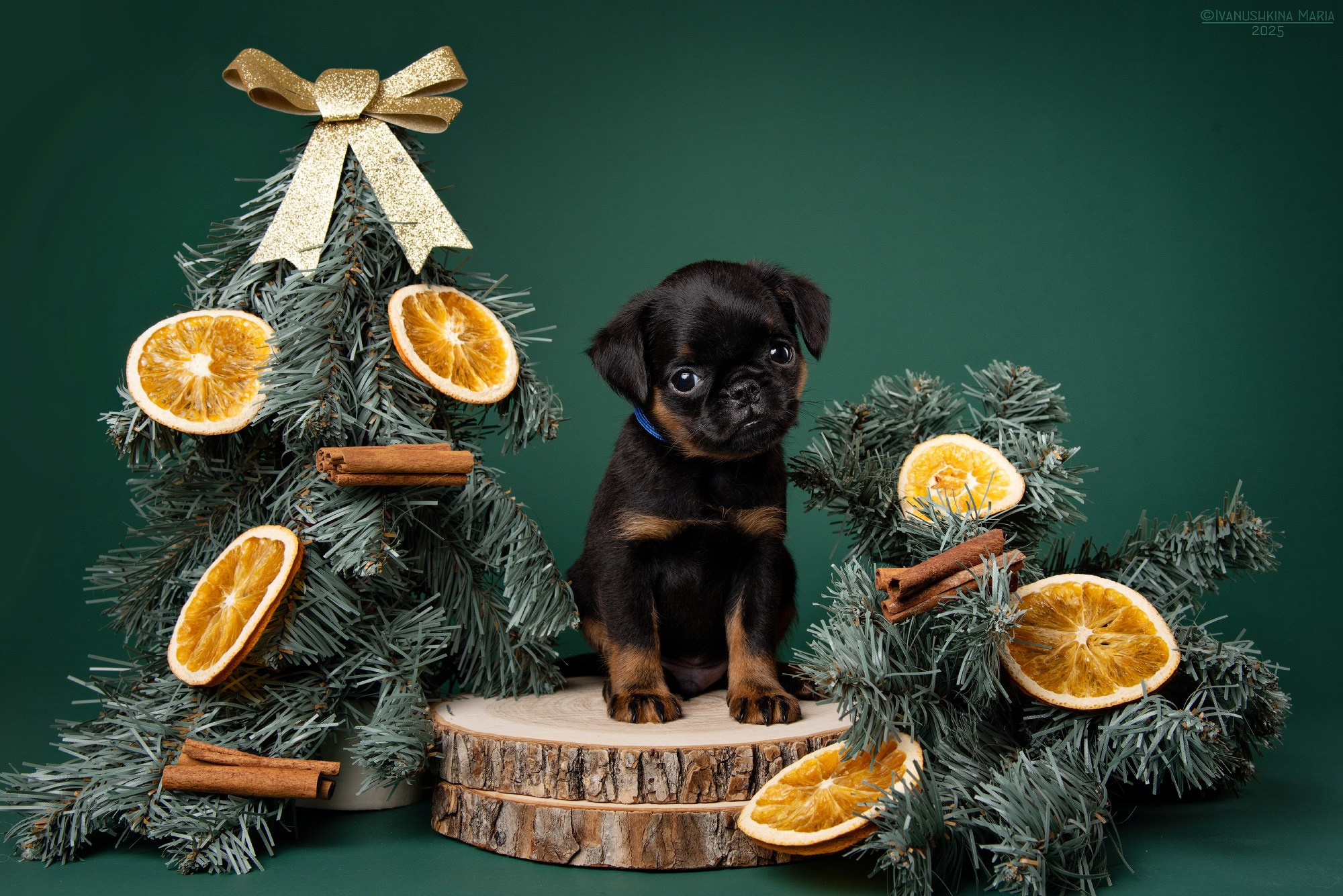 Фотосессия щенков на фонах. Фотограф собак в Москве и Московской области Иванушкина Мария