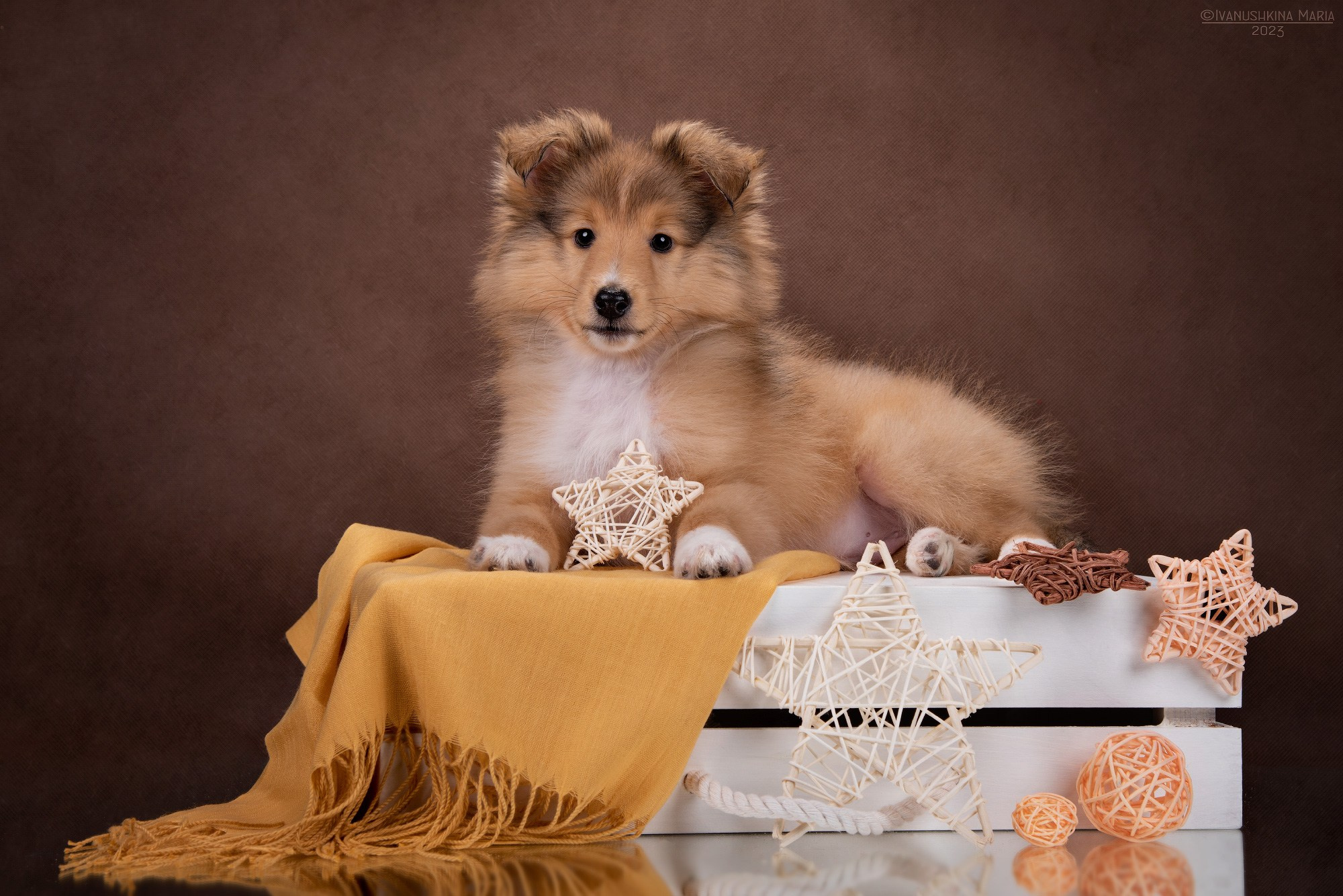 Фотосессия щенков на фонах. Фотограф собак в Москве и Московской области Иванушкина Мария