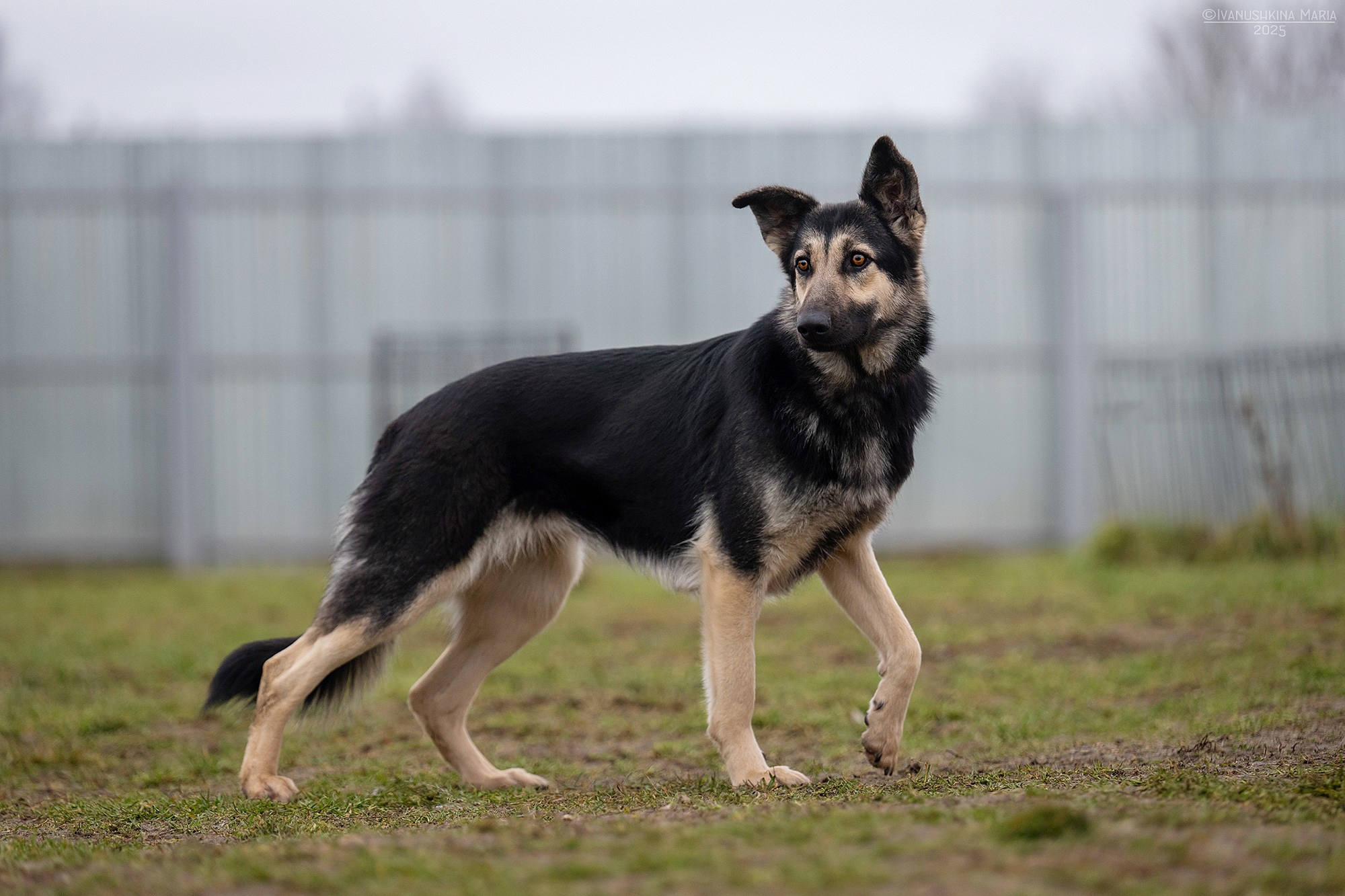 Пиарные фотосессии собак на пристройство. Фотограф собак в Москве и Московской области Иванушкина Мария
