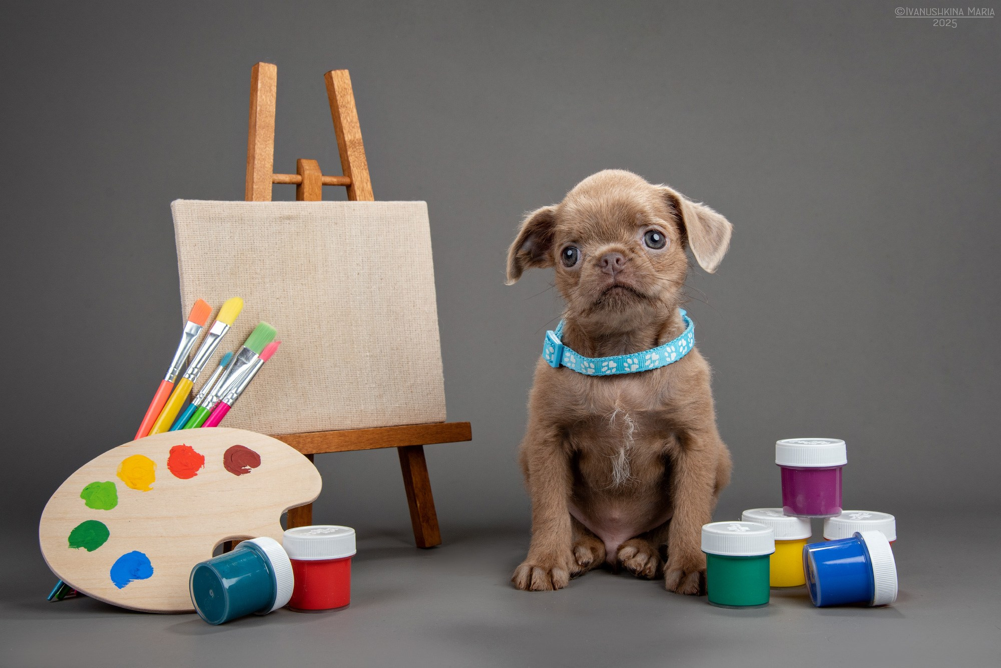 Фотосессия щенков на фонах. Фотограф собак в Москве и Московской области Иванушкина Мария