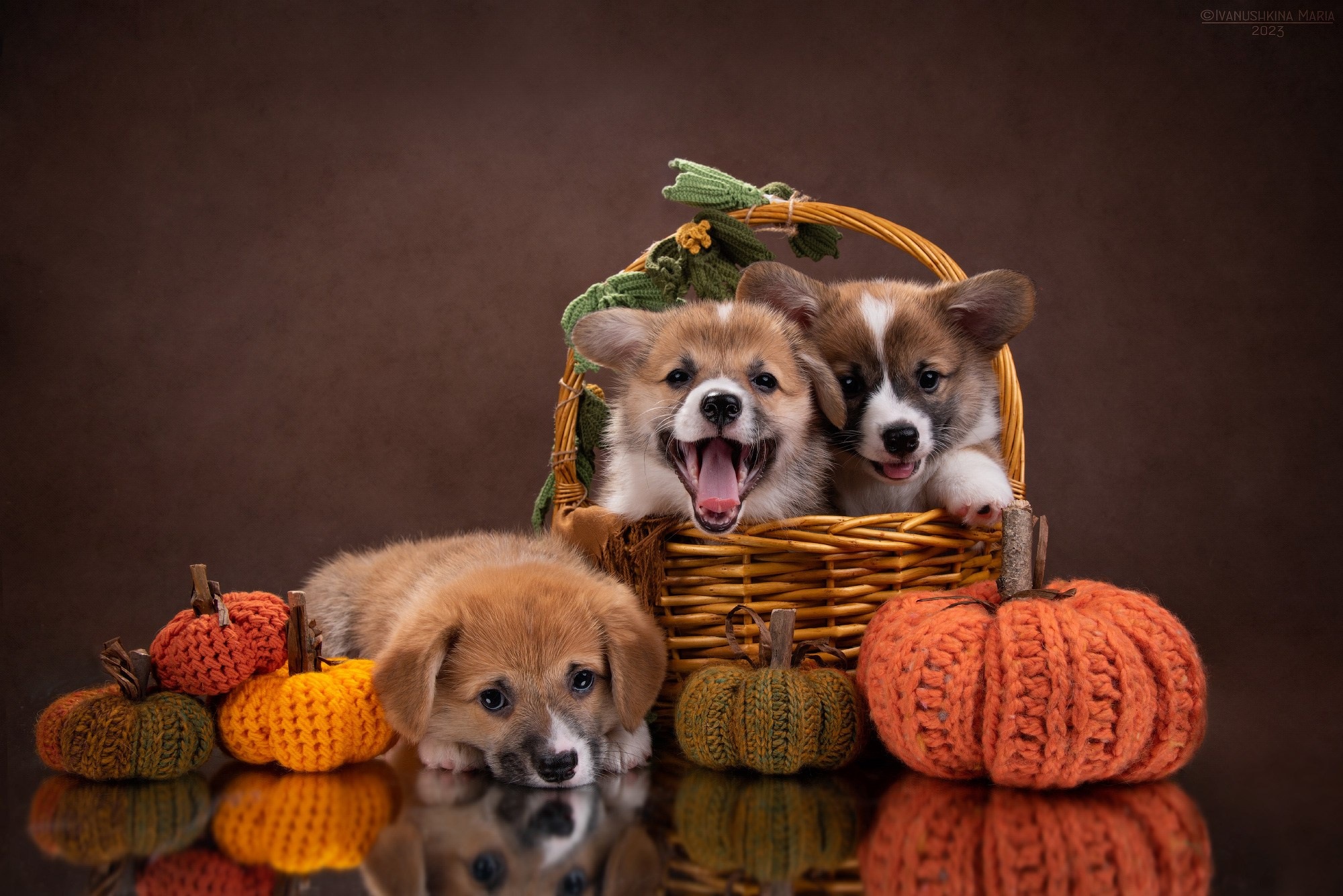 веселые щенки корги