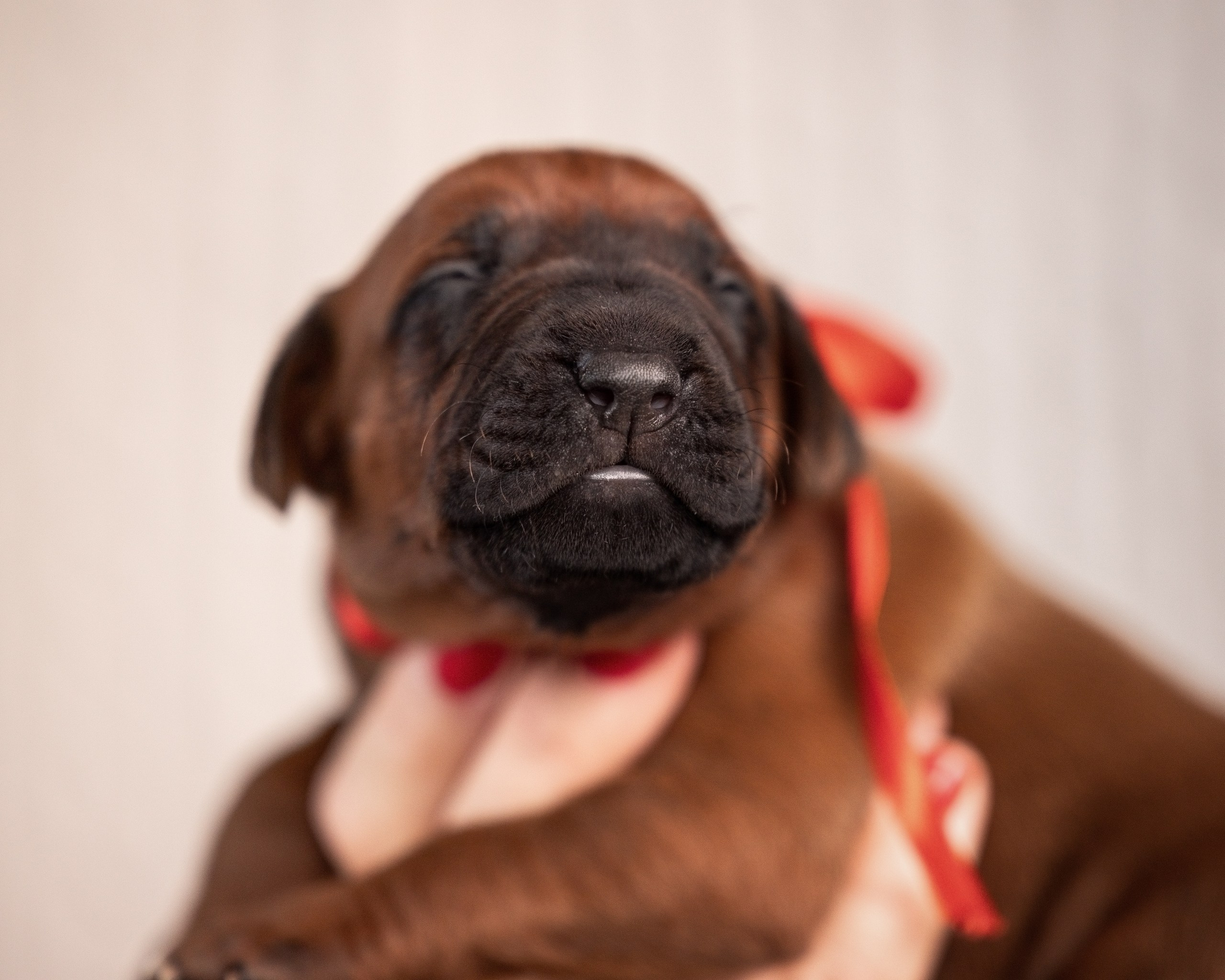 VIVA VERITAS Iz Doma Narayzi. Родезийские Риджбеки в Санкт-Петербурге