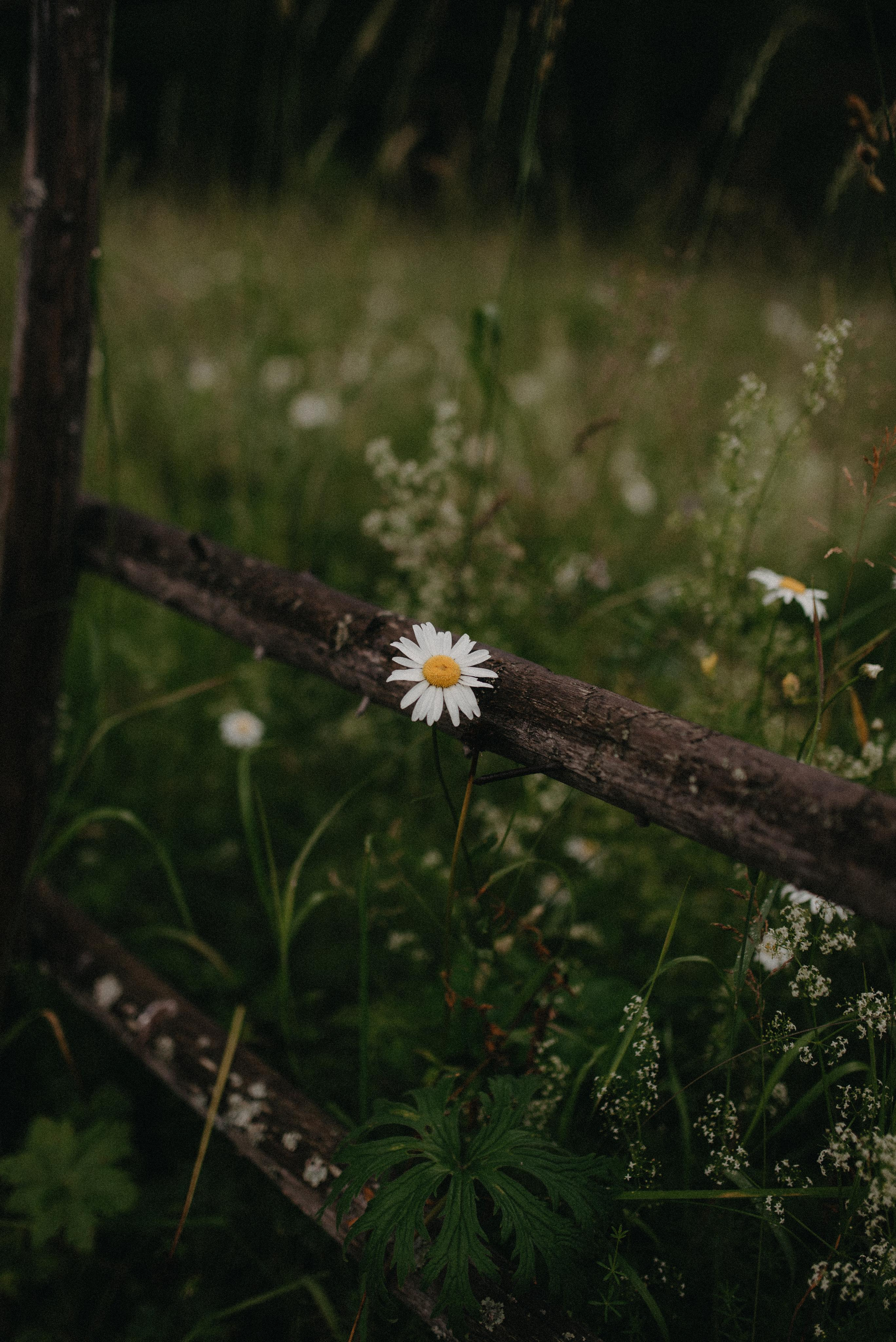 Ромашки в грозу. Главная
