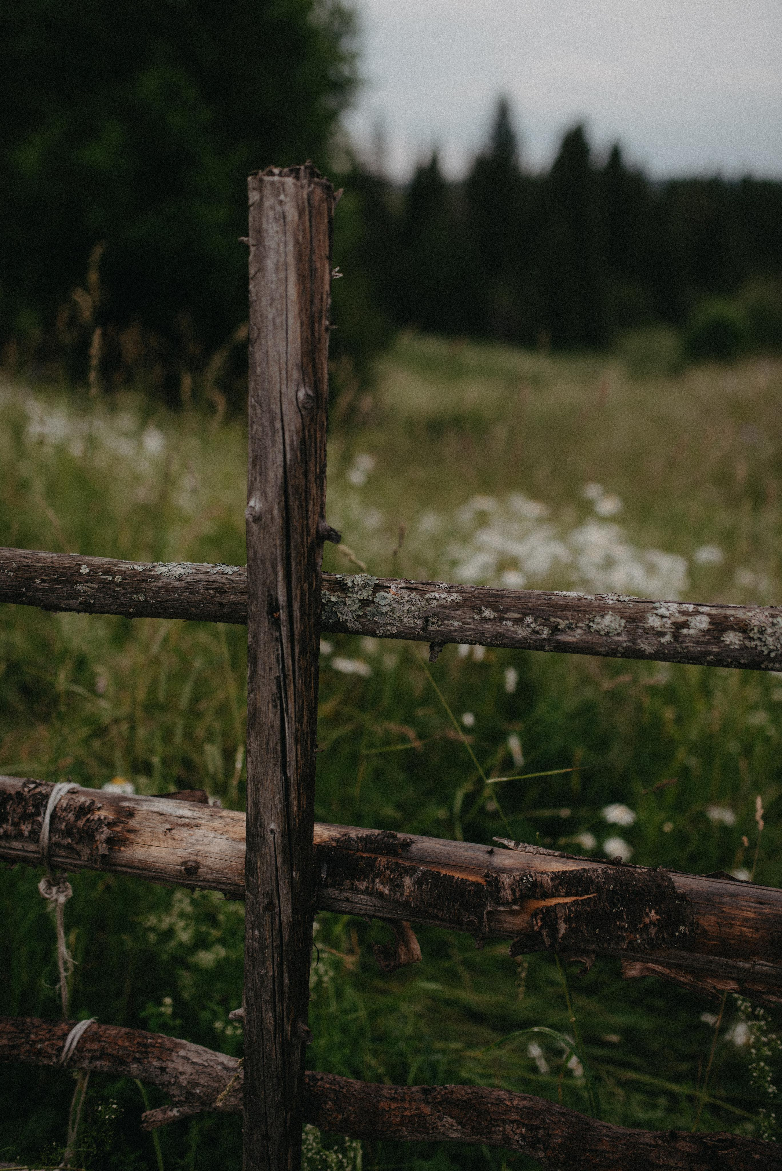 Ромашки в грозу. Главная