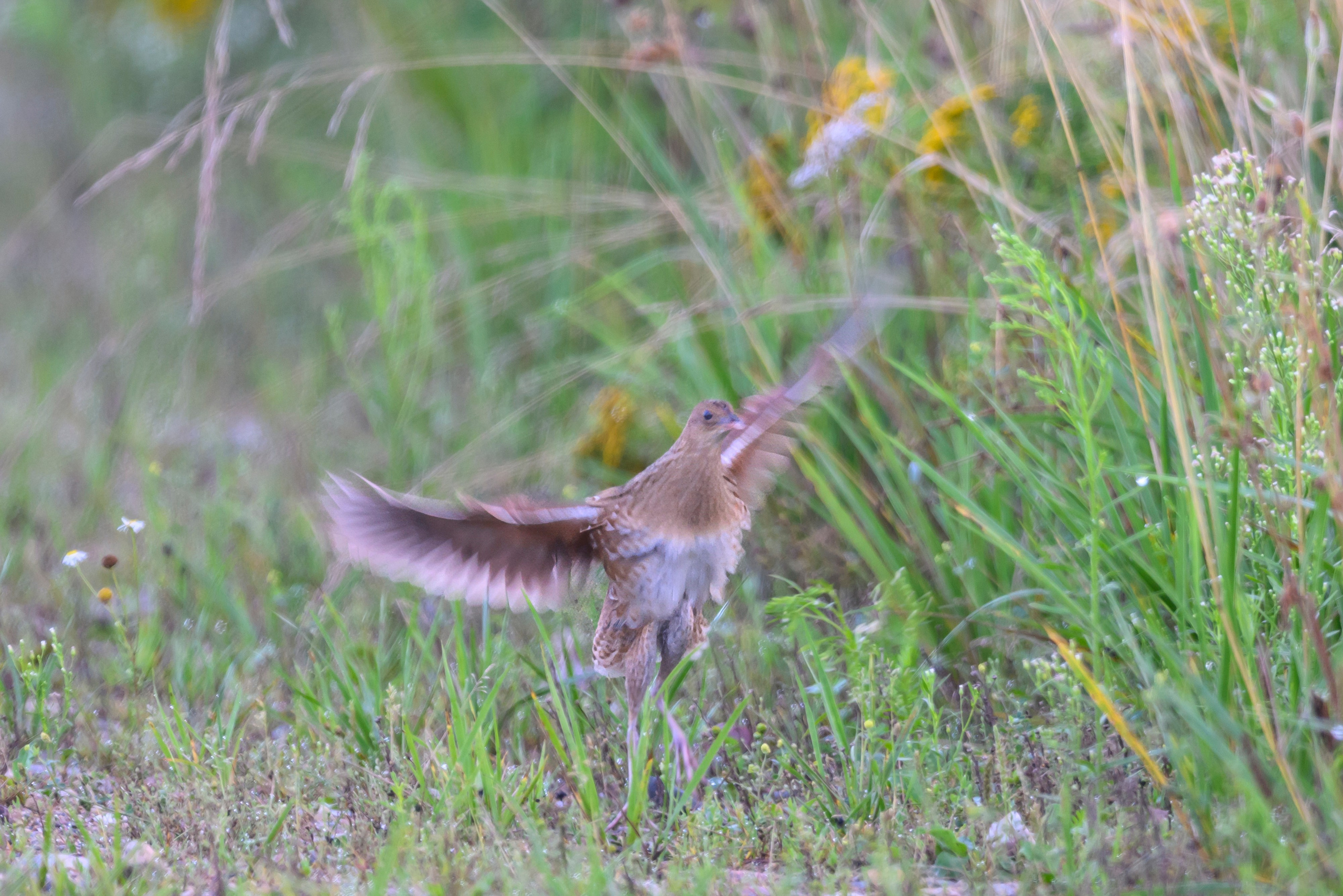 Коростель учится летать. Wildlife photography by Sergey Puponin