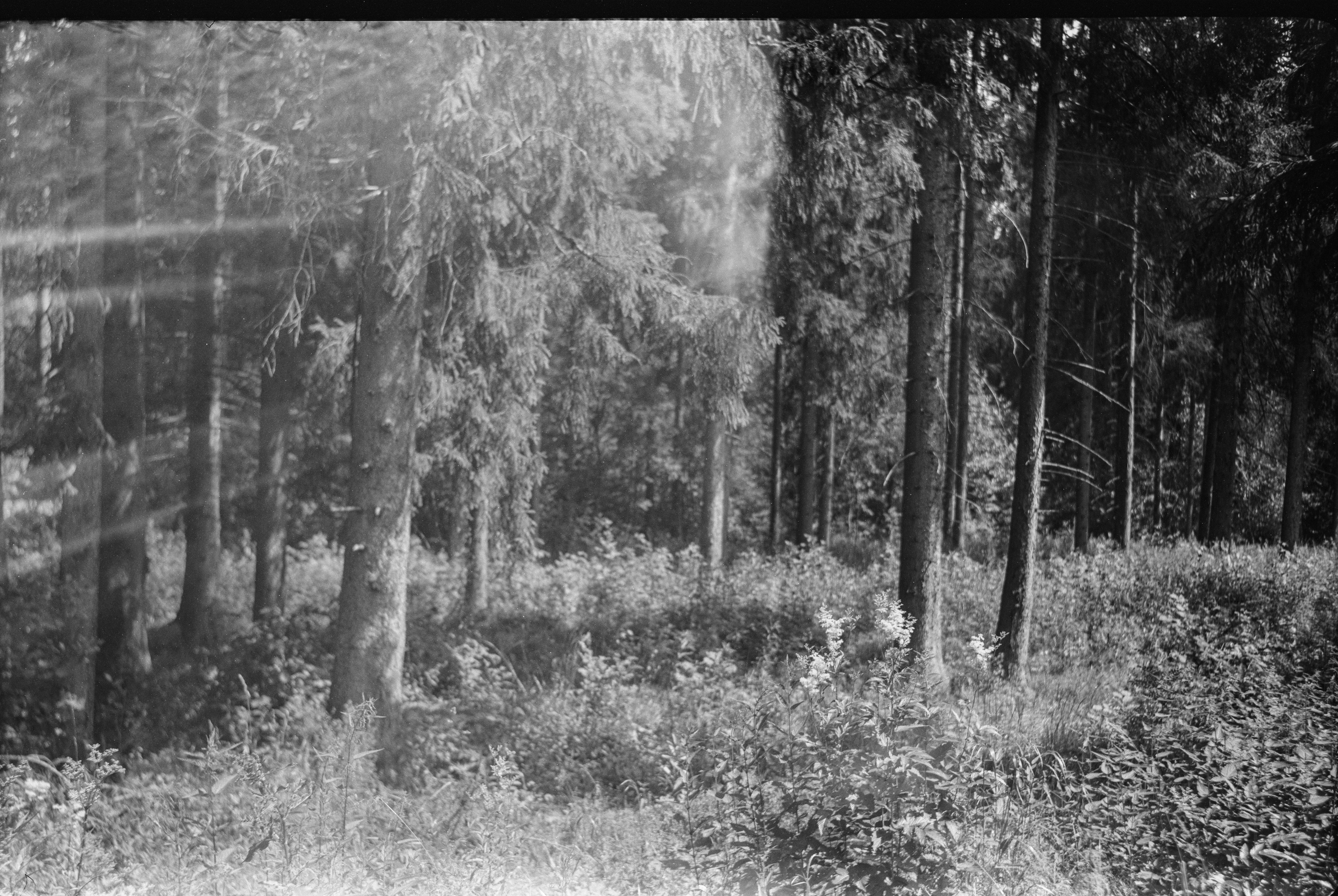 Royer — Som Berthiot Peris Flor 105 mm f4.5