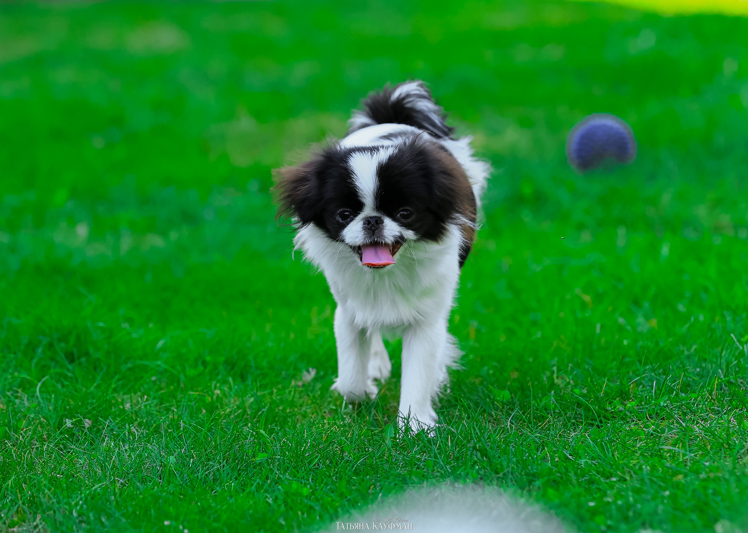 Японский хин, фотография японский хин, собака в цветах, красивая собака, фотограф анималист, фотокурс Анималистика, научиться фотографировать собак, фотограф Новосибирск