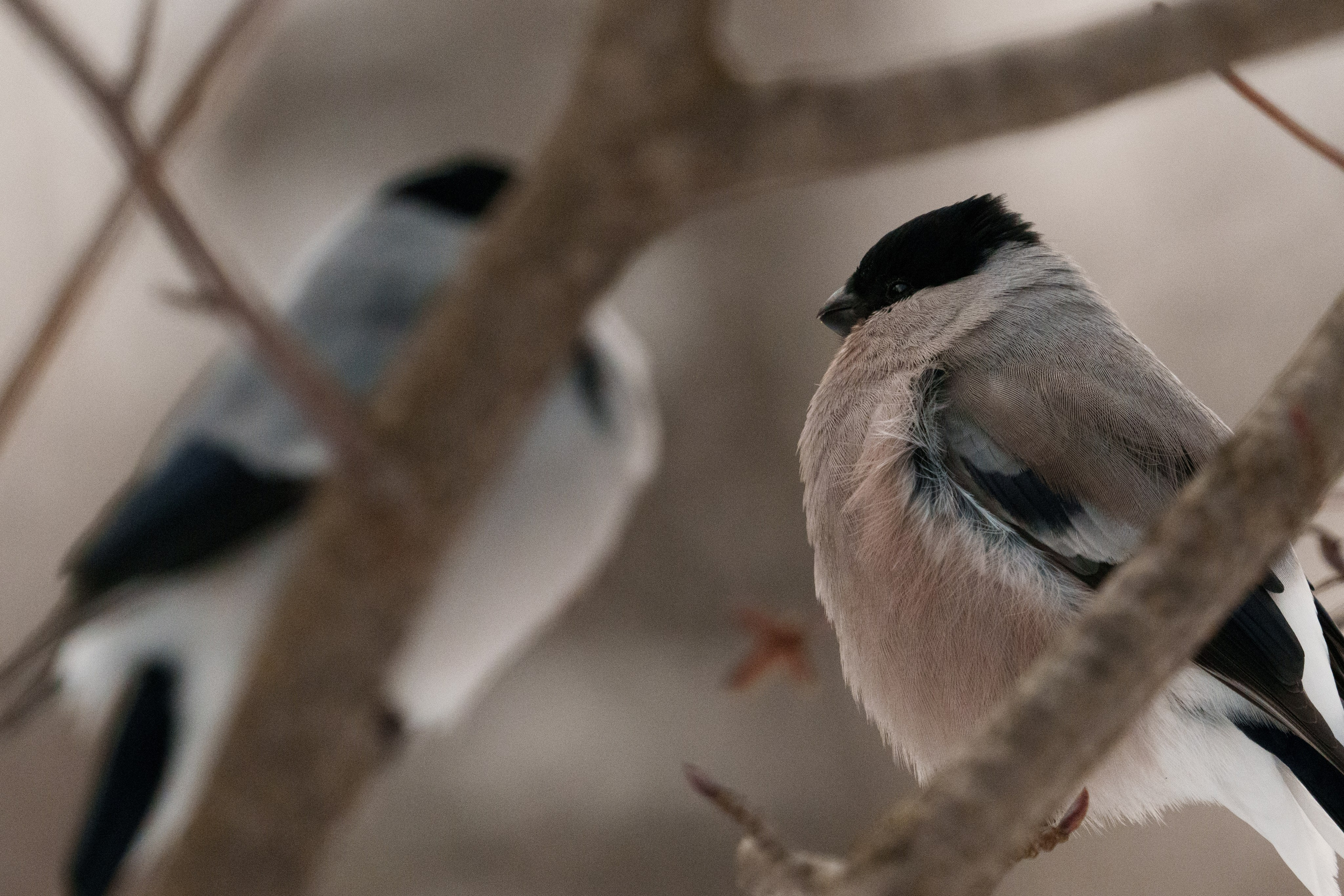Снегирь. Донеал Скнарь — концертный фотограф