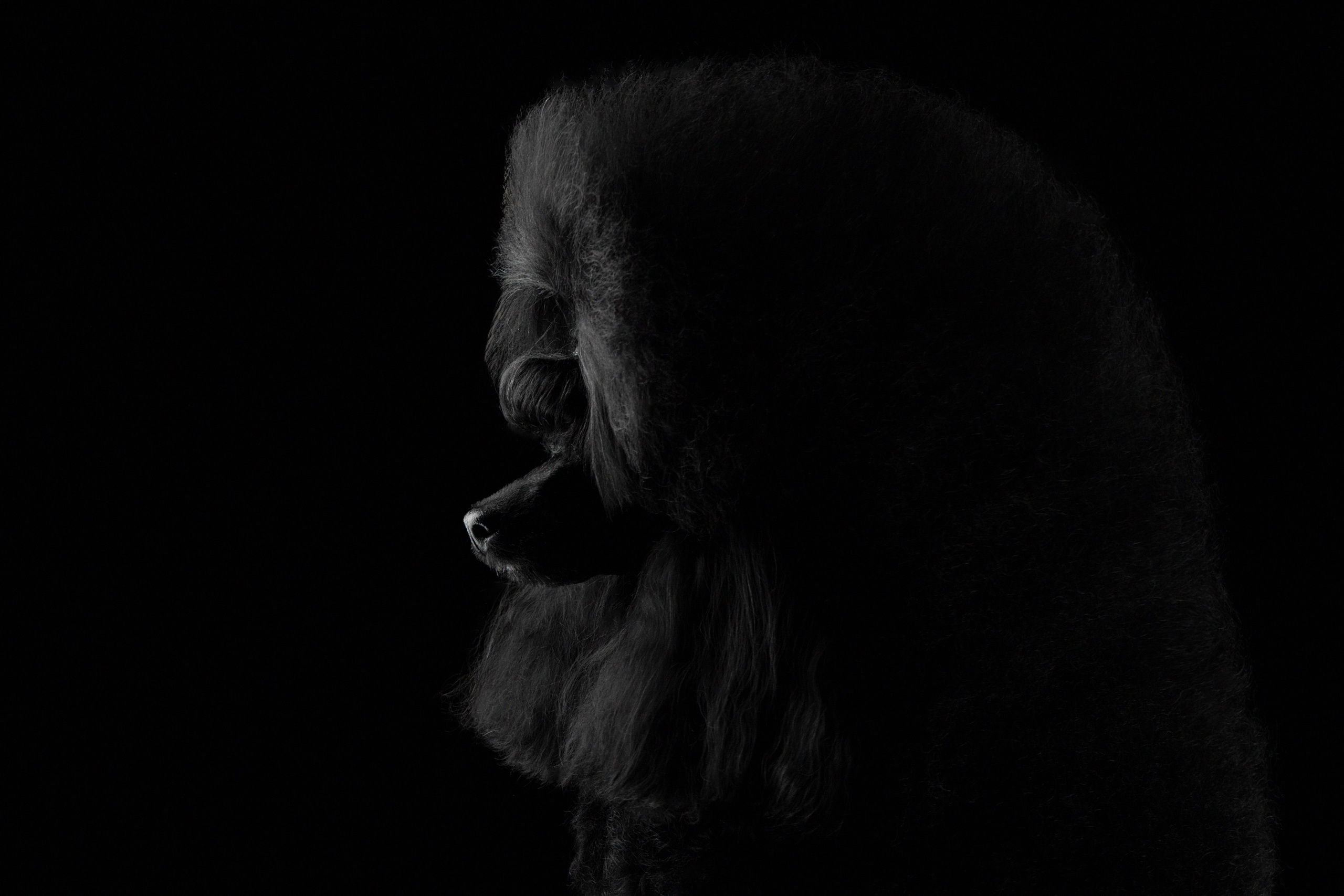 Фотограф анималист в Санкт-Петербурге Светлана Писарева