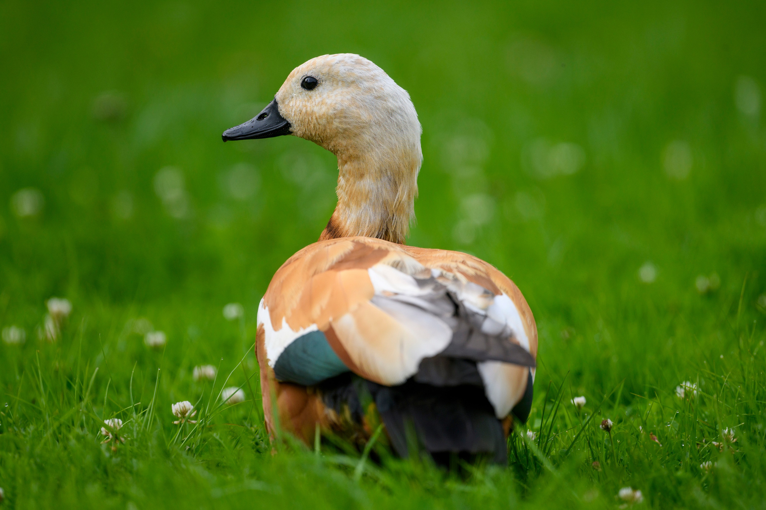 ГБС, Москва. Фотограф Сергей Пупонин