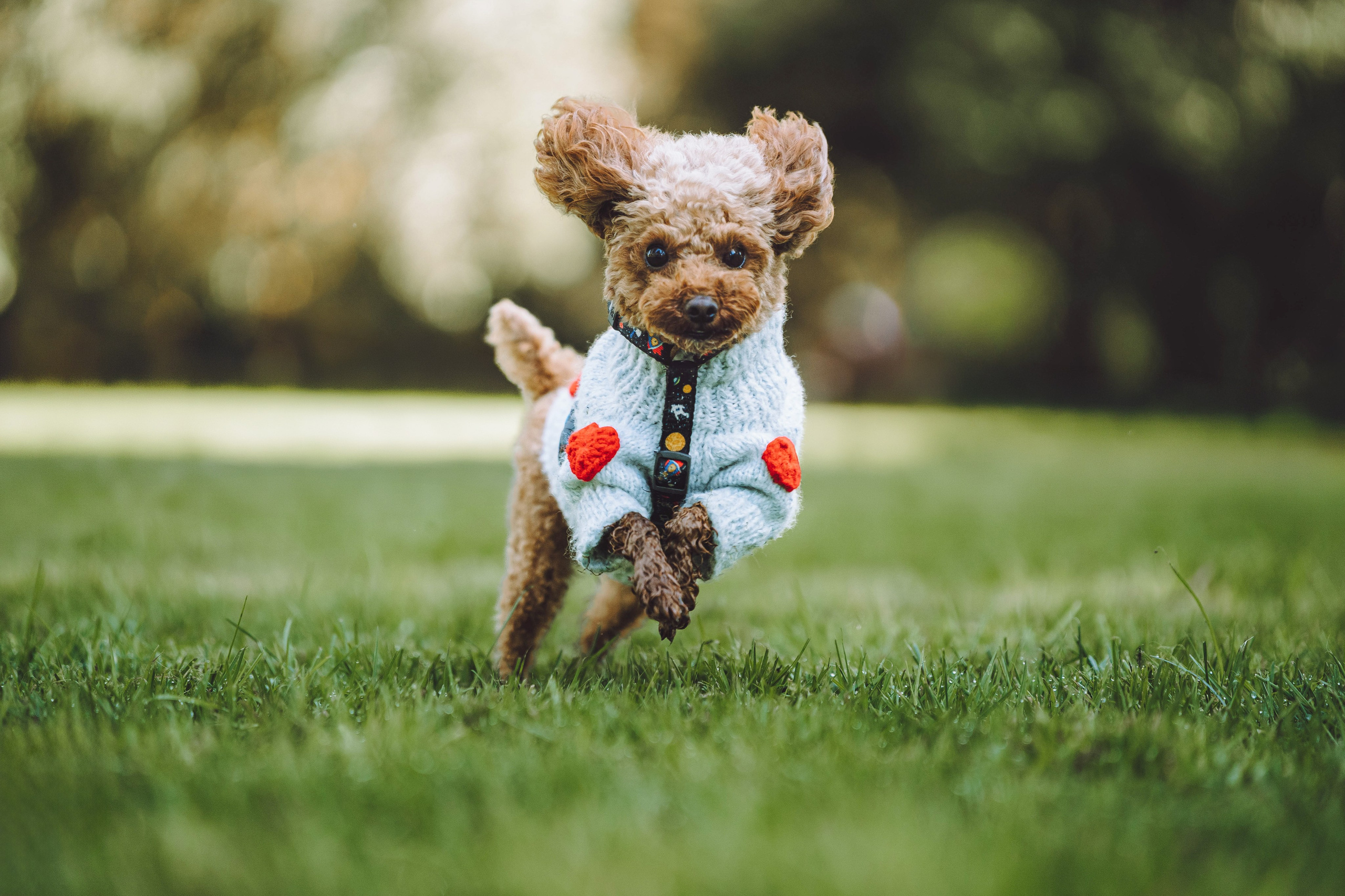 Курсы на фотографа-анималиста