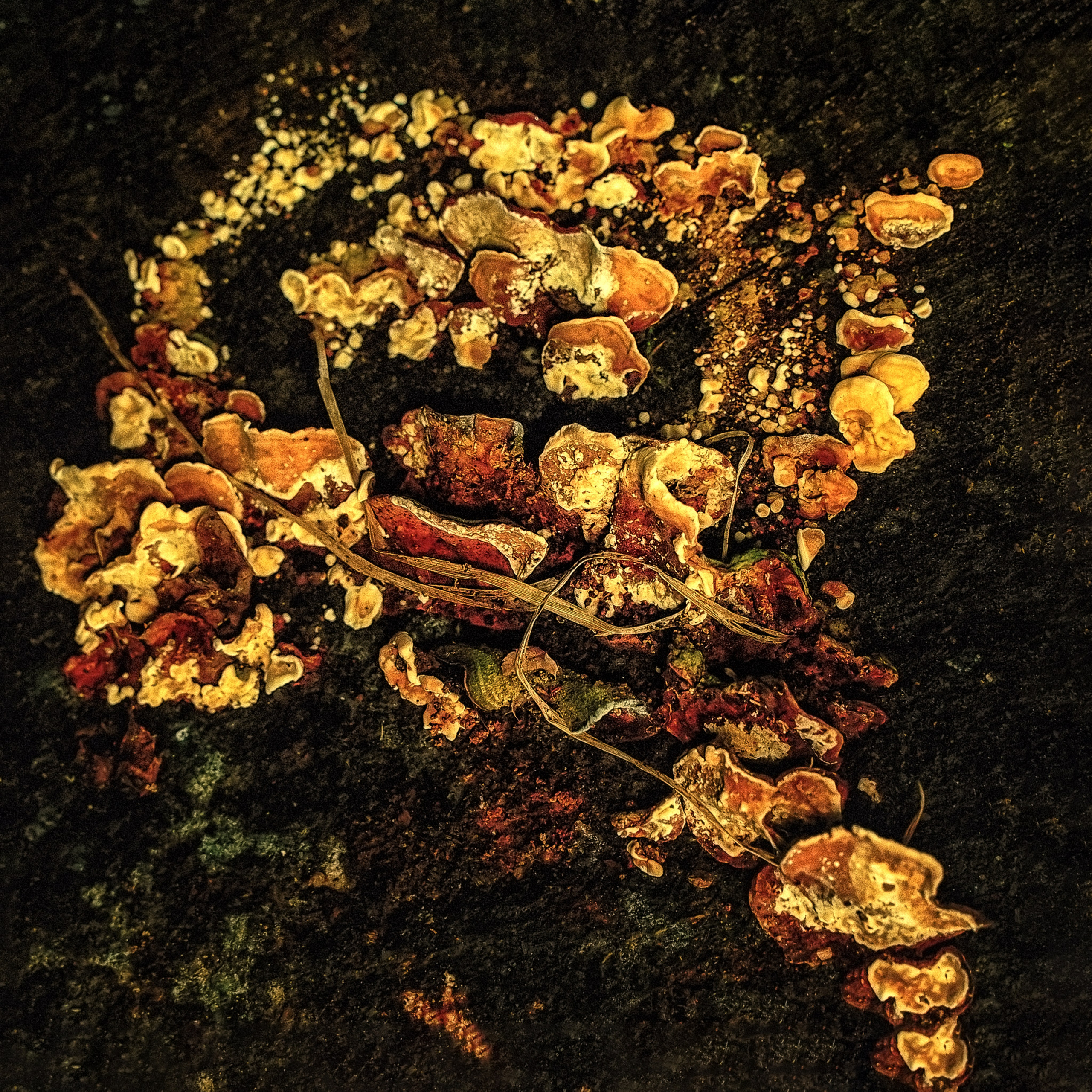 Творчество. Фотограф в Сочи Елена Лисотина. Фототуры в Сочи