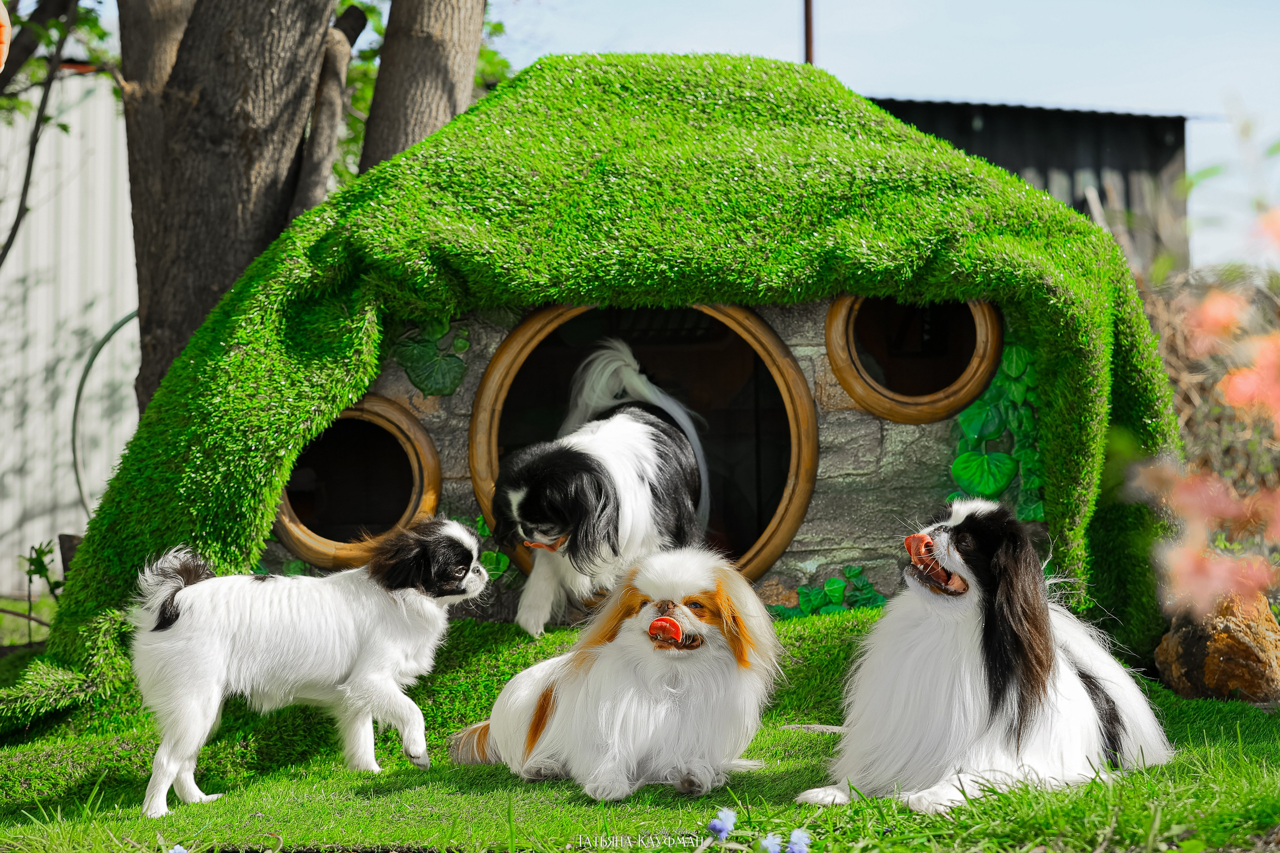 Японский хин, фотография японский хин, собака в цветах, красивая собака, фотограф анималист, фотокурс Анималистика, научиться фотографировать собак, фотограф Новосибирск