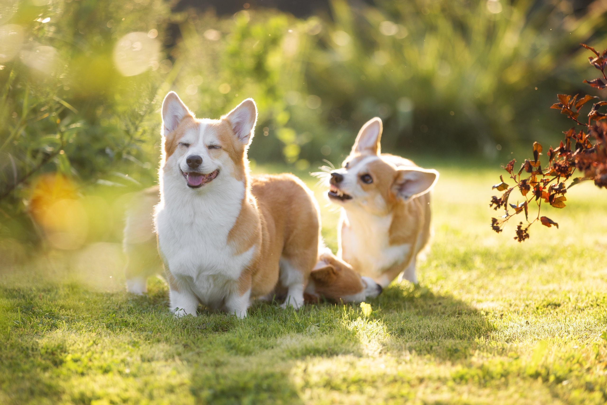 Фотограф Алена Звездина