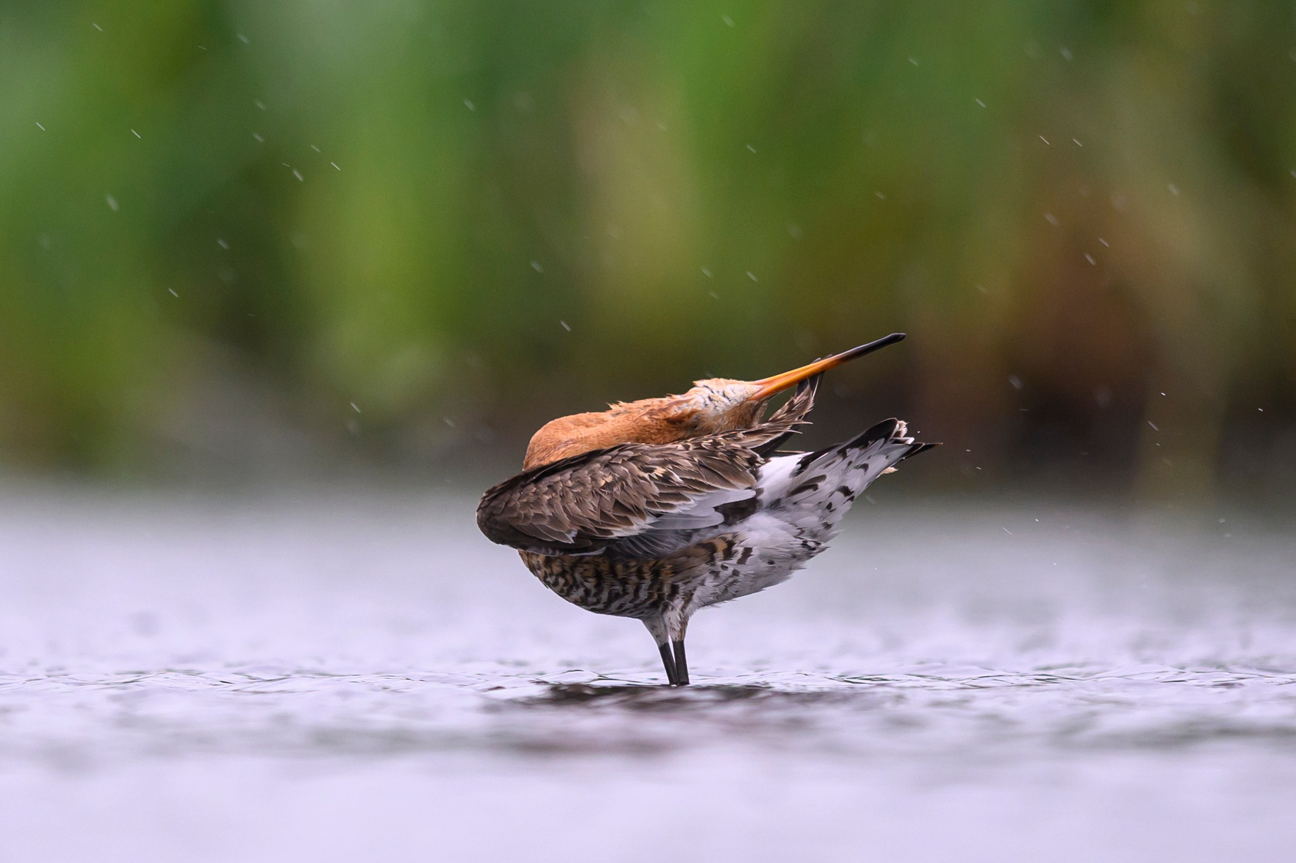 Поручейники и большой веретенник. Wildlife photography by Sergey Puponin