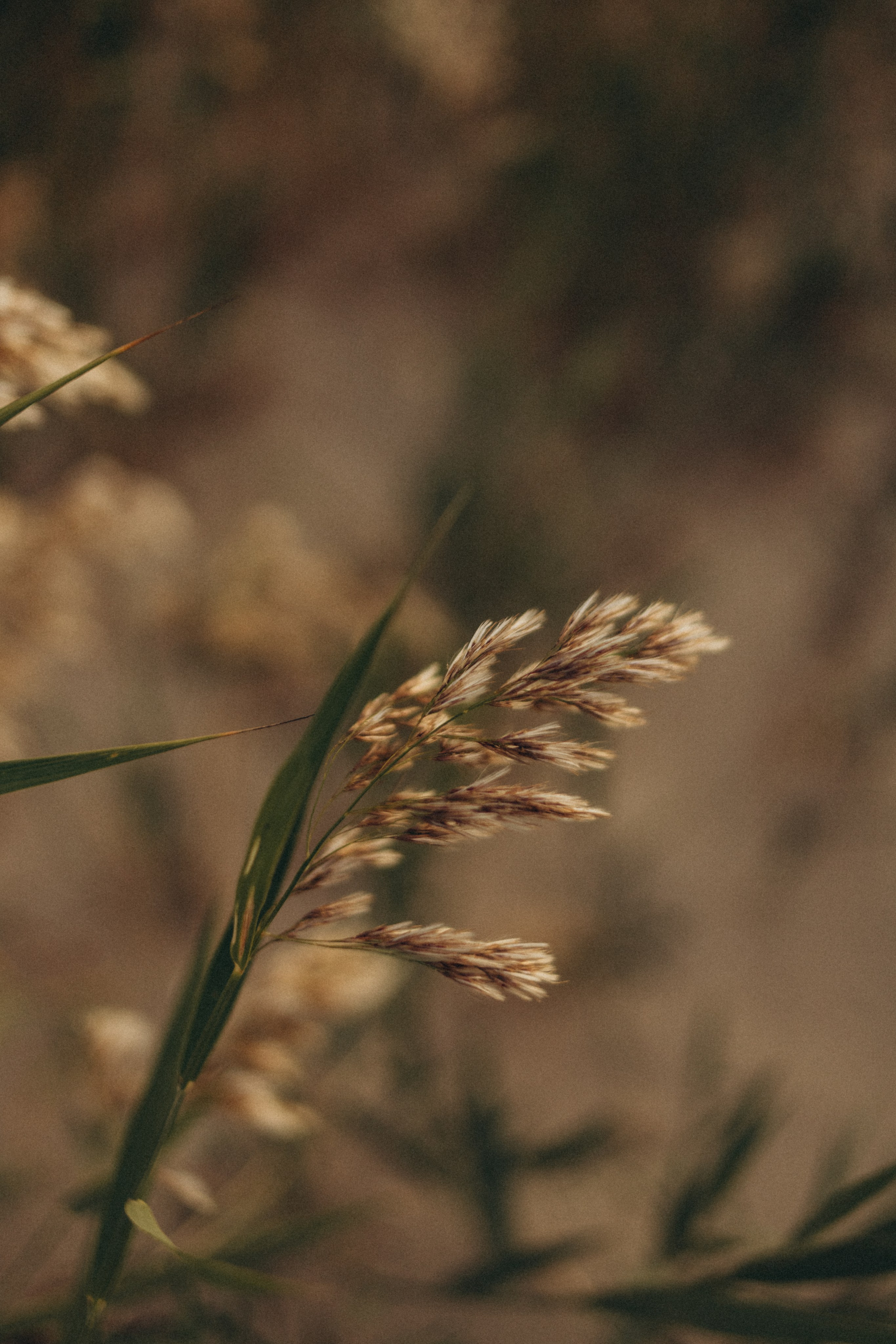 Настя И Мира. Свадебный и семейный фотограф в Таганроге Козлова Анна