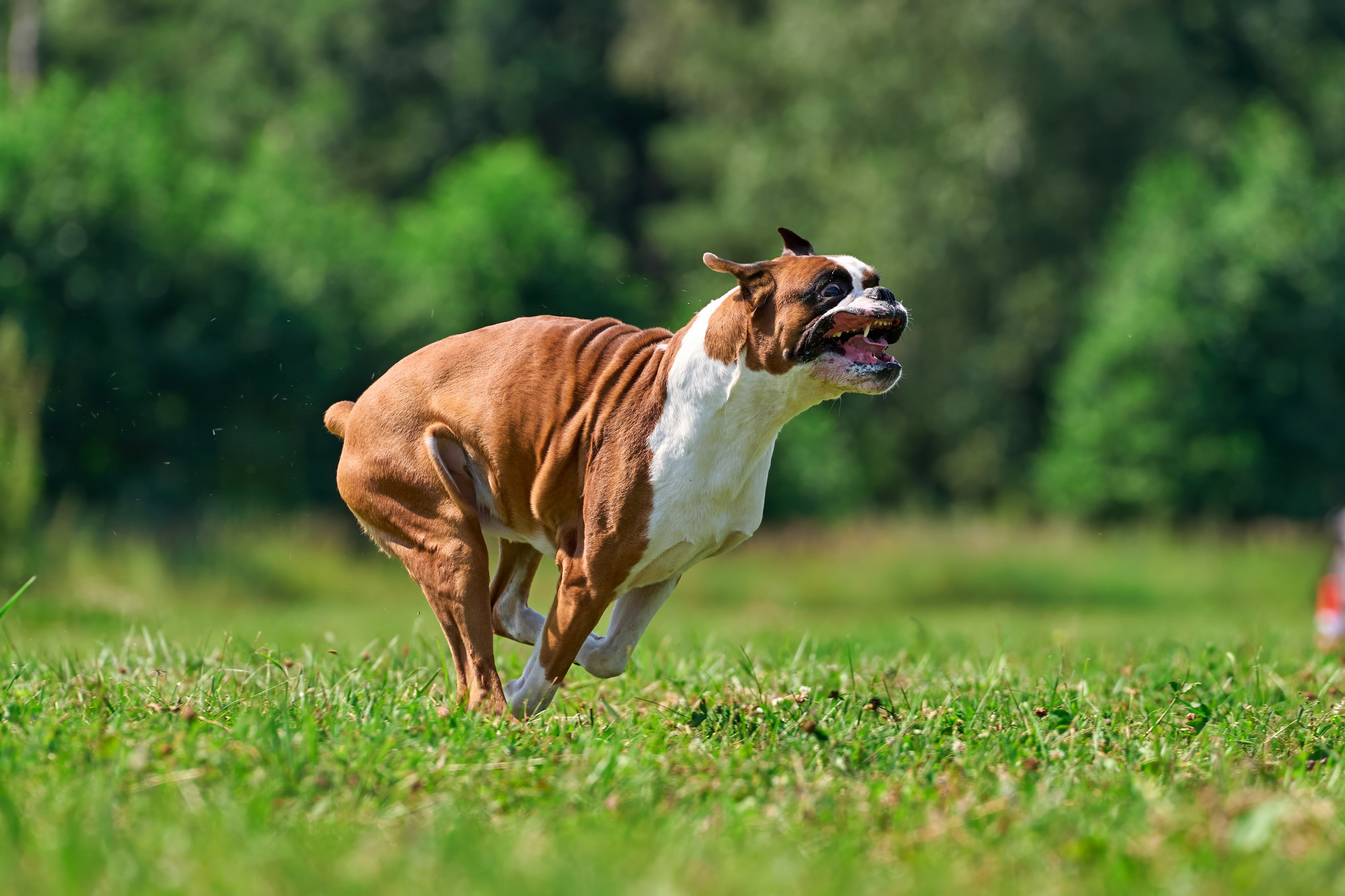 Тренировка в Донино. Фотограф-анималист Михаил Манухин