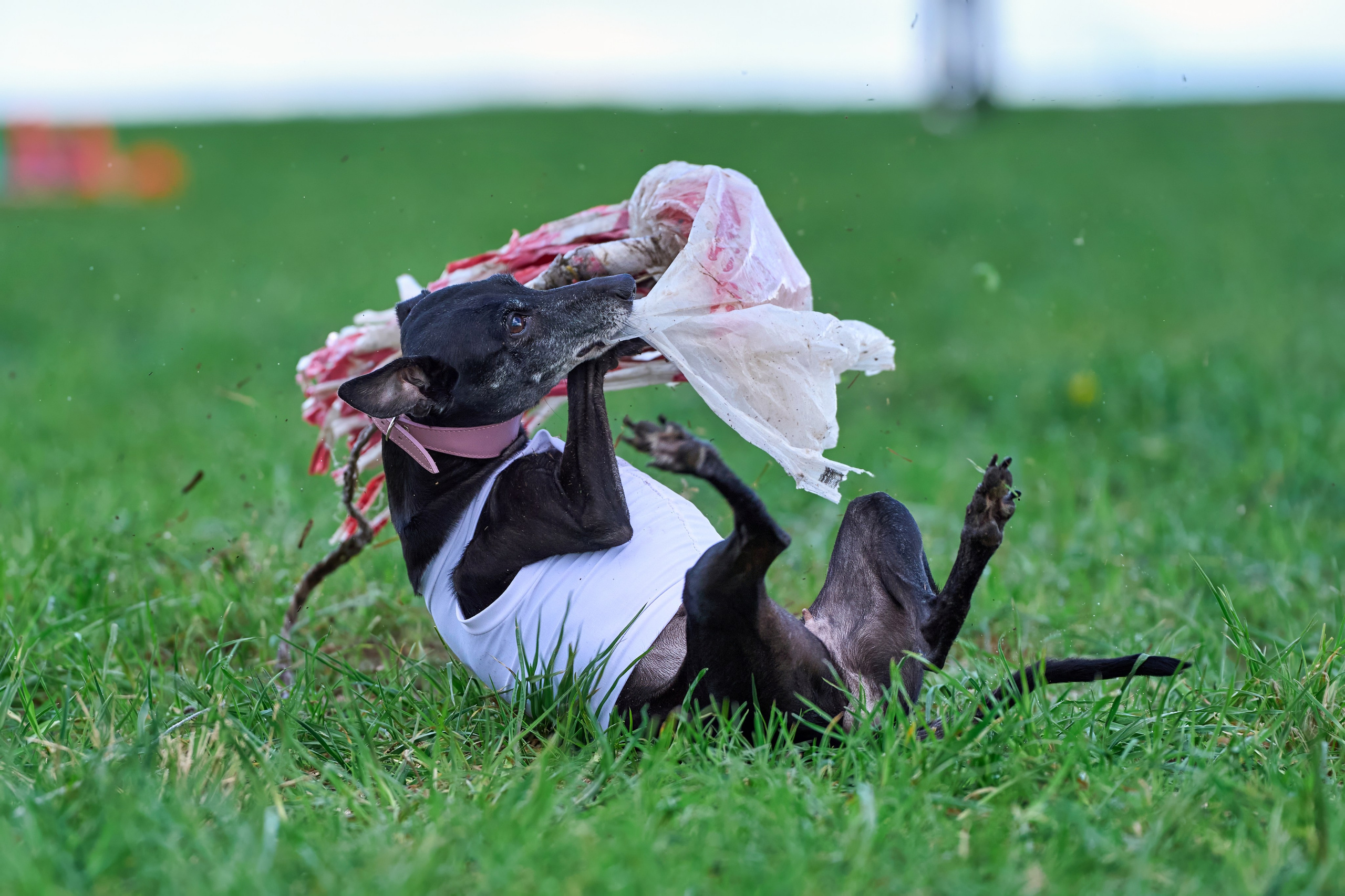 Тренировка по курсингу «на Ярославке». Фотограф-анималист Михаил Манухин