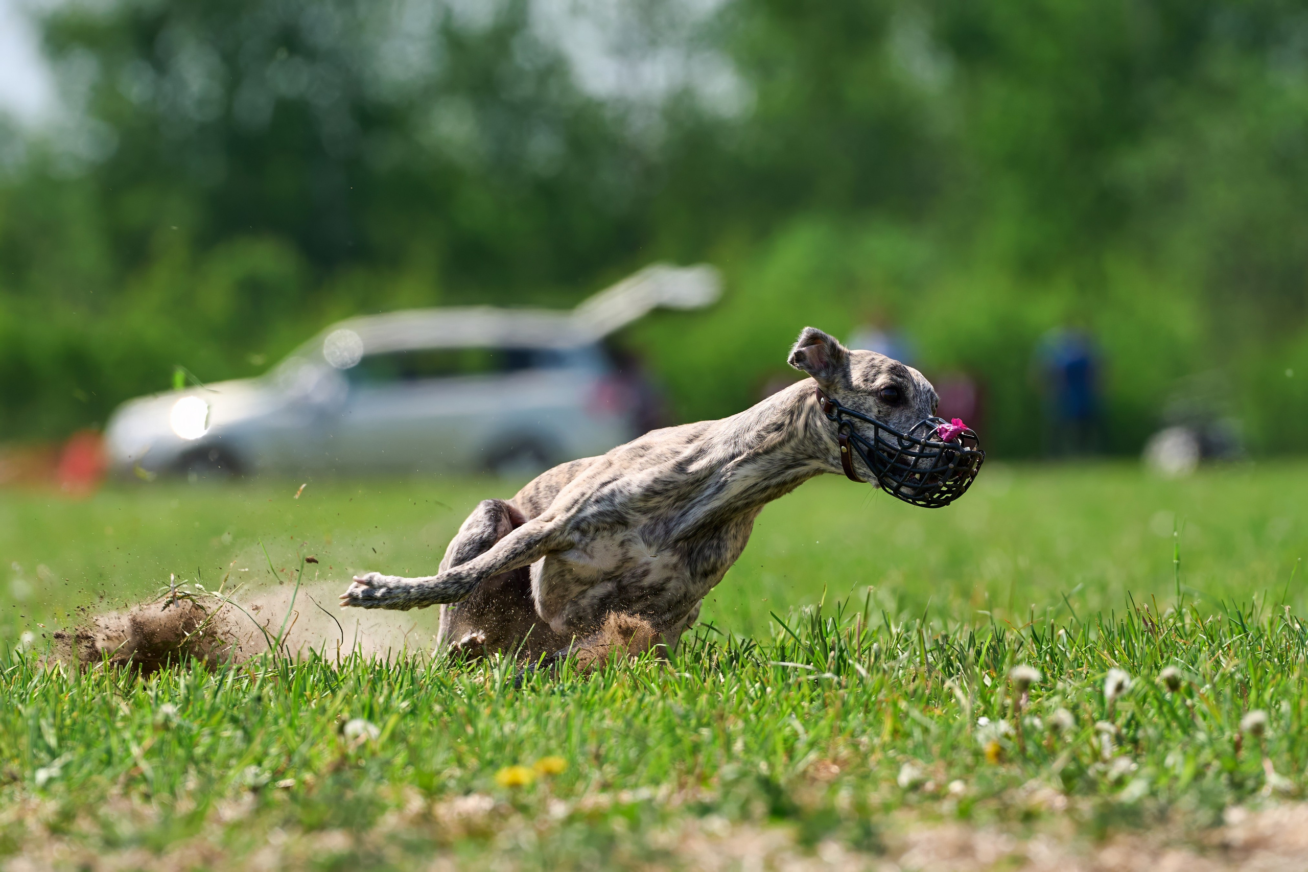 Квалификация по рейсингу. РАЛББ и Курсинг на Ярославке. Фотограф-анималист Михаил Манухин
