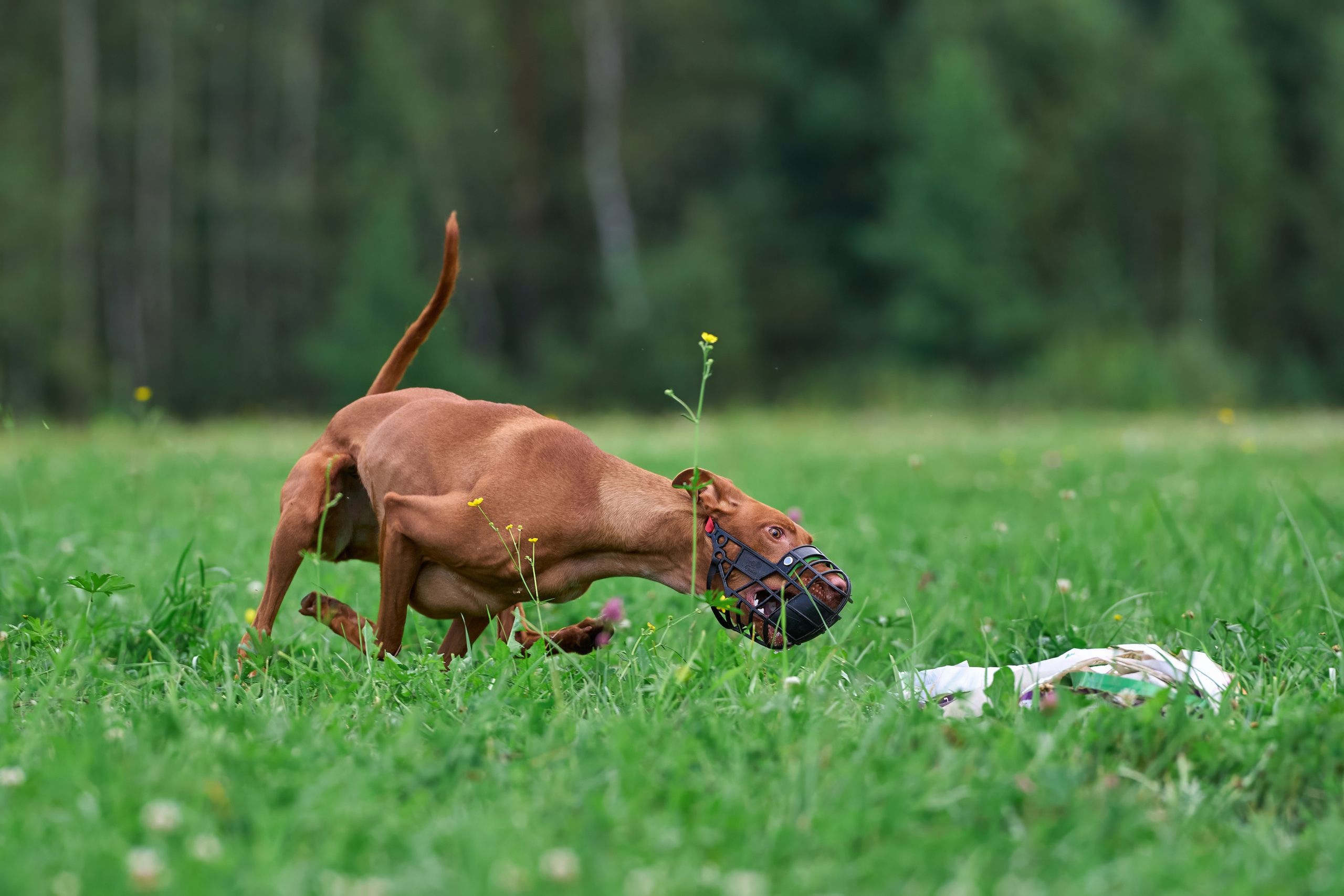 Тренировка в Донино. Фотограф-анималист Михаил Манухин