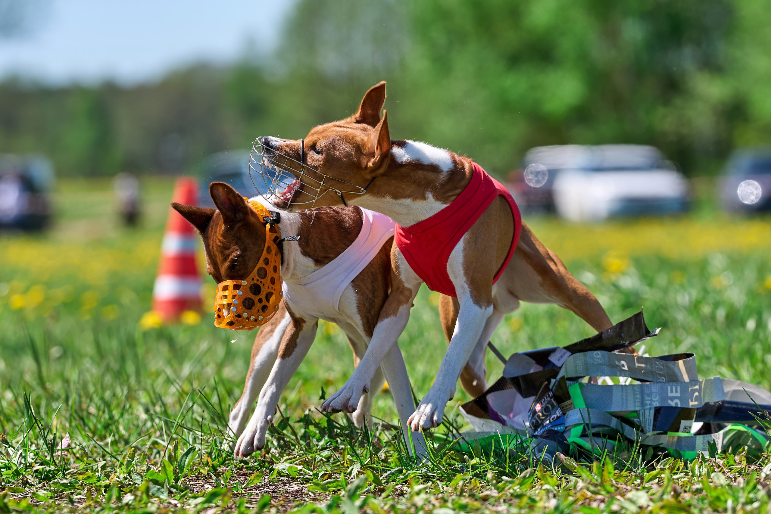 Квалификация по курсингу Донино. Фотограф-анималист Михаил Манухин