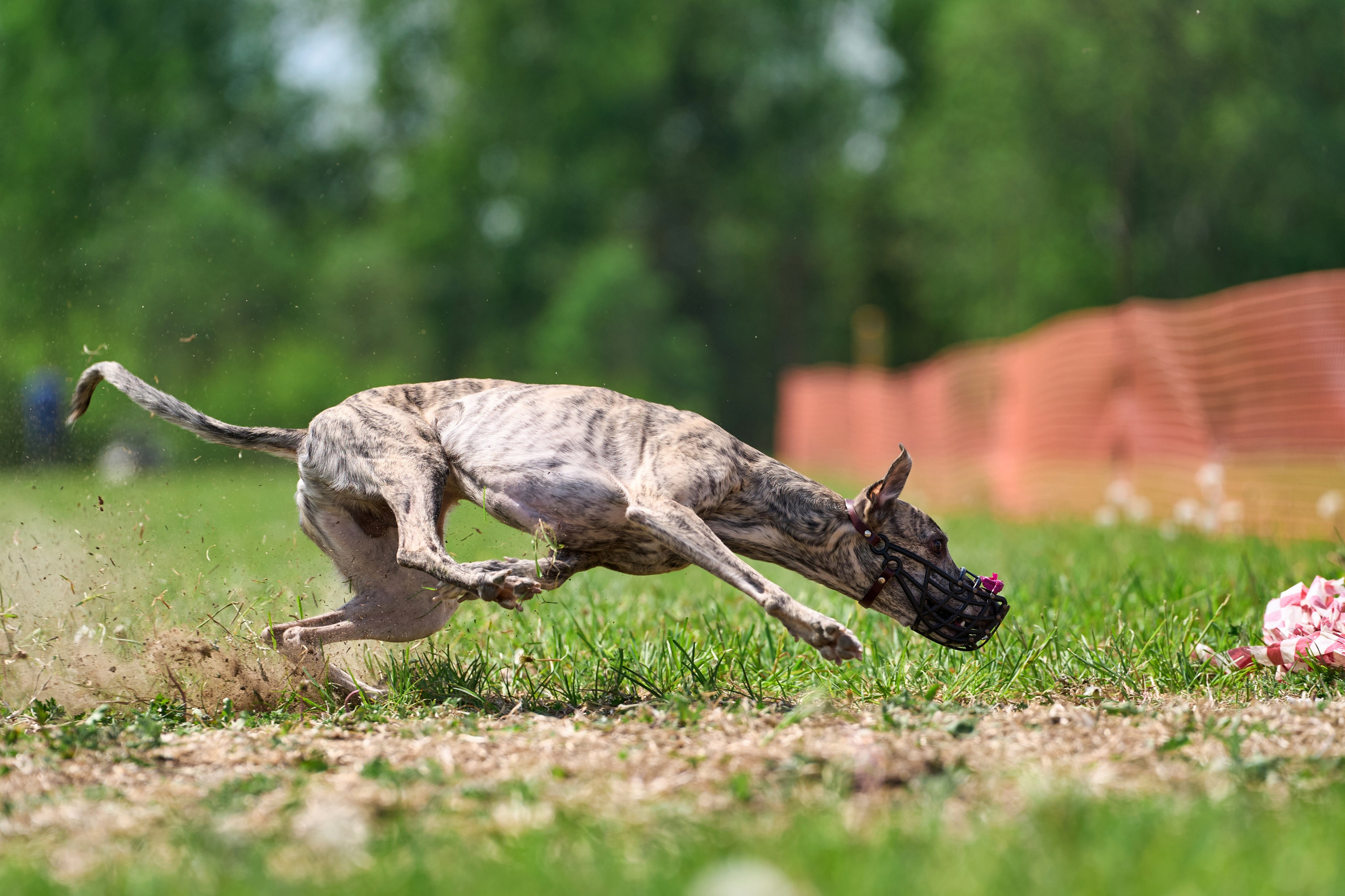 Квалификация по рейсингу. РАЛББ и Курсинг на Ярославке. Фотограф-анималист Михаил Манухин