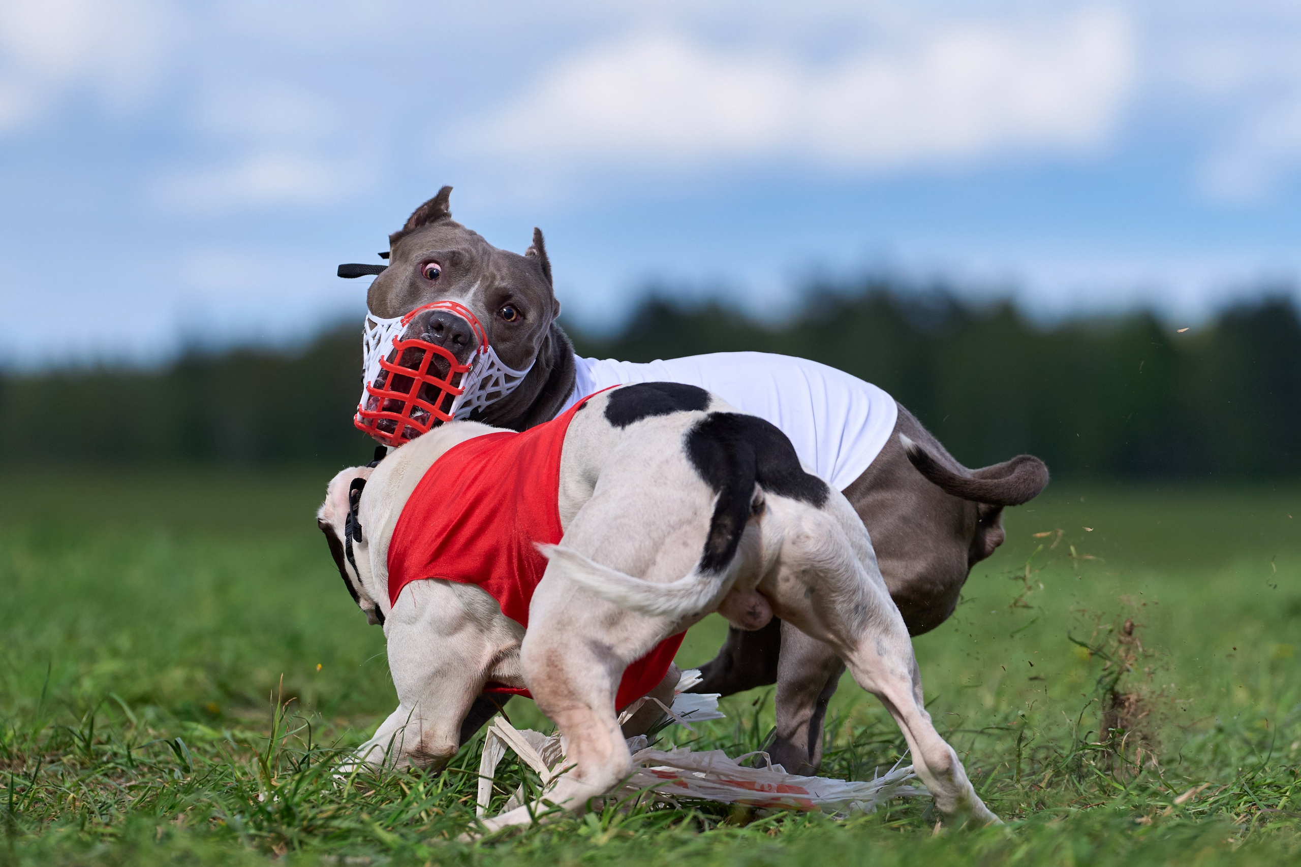 ЧРКФ по бегам за мех.приманкой. Фотограф-анималист Михаил Манухин
