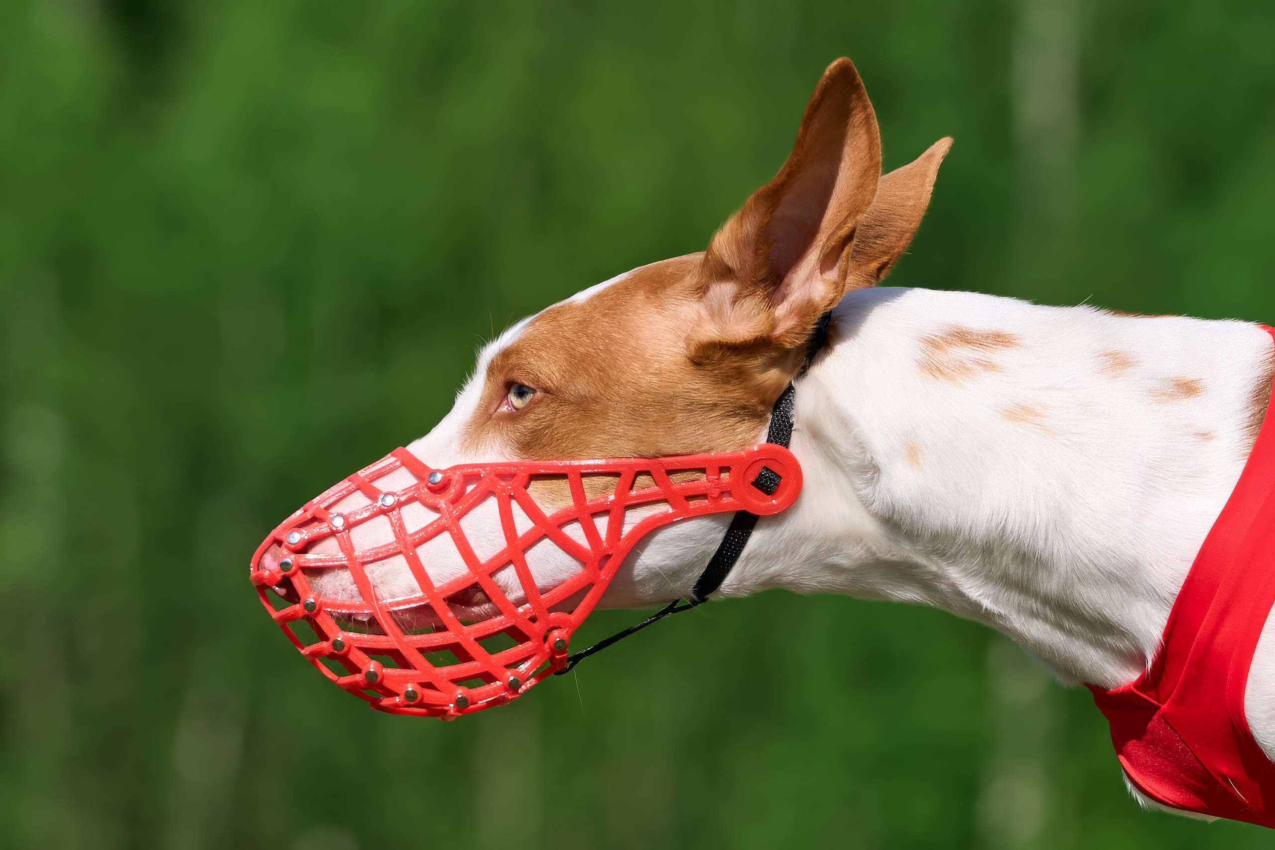 Квалификация по курсингу Донино. Фотограф-анималист Михаил Манухин
