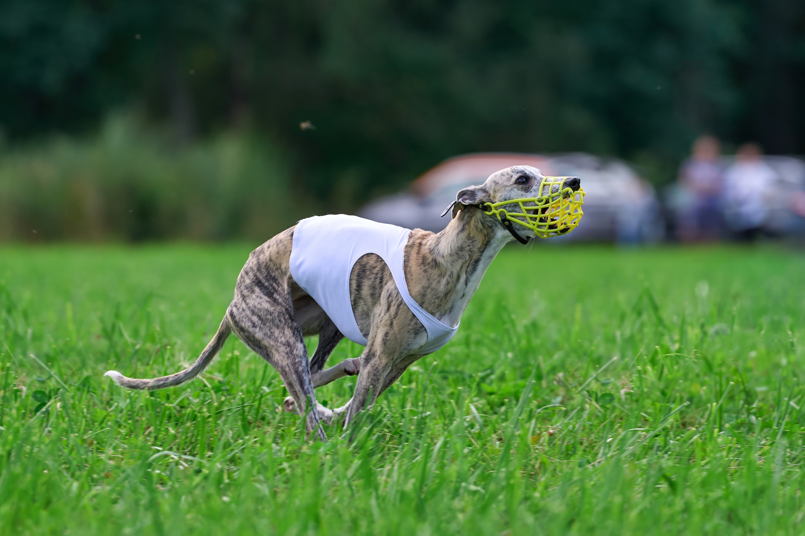 Тренировка в Донино. Фотограф-анималист Михаил Манухин