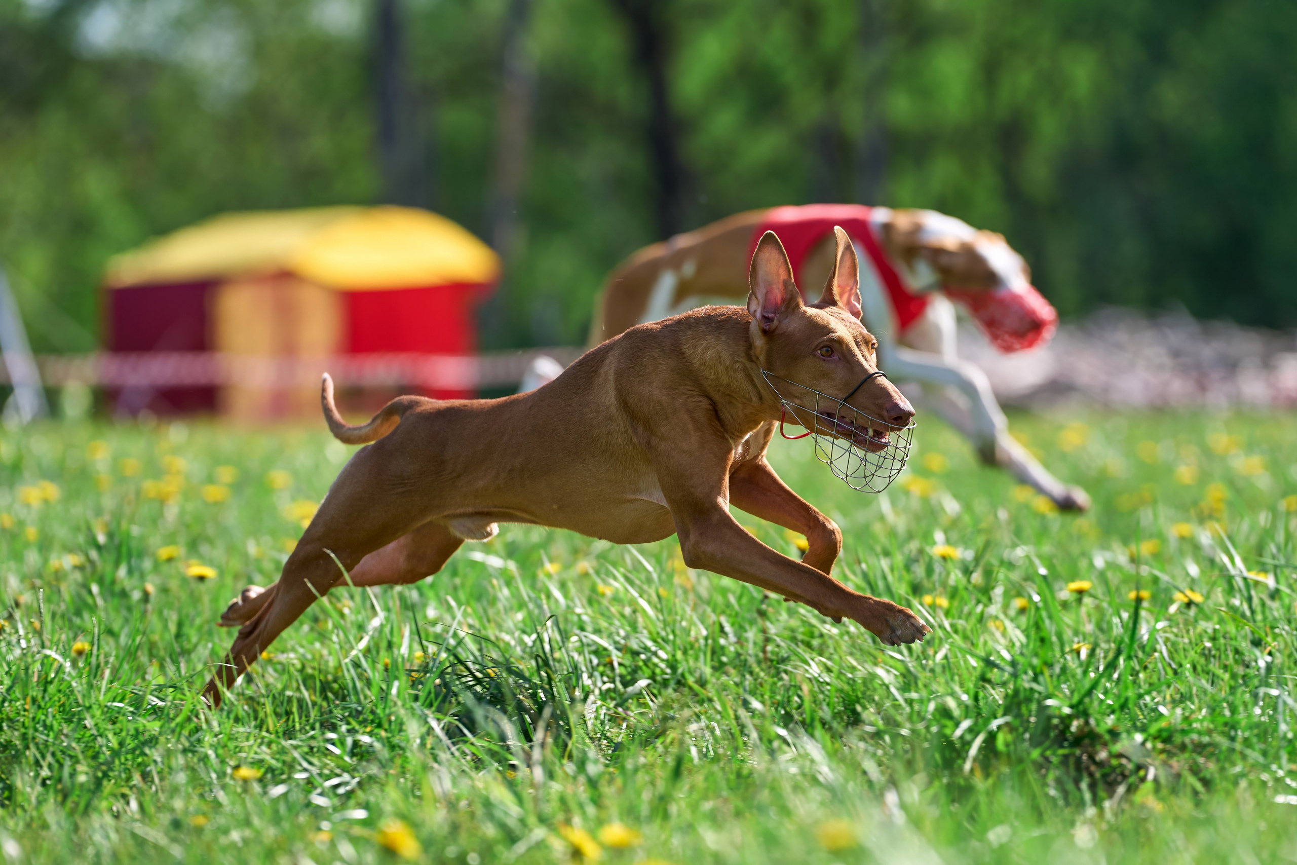 Квалификация по курсингу Донино. Фотограф-анималист Михаил Манухин