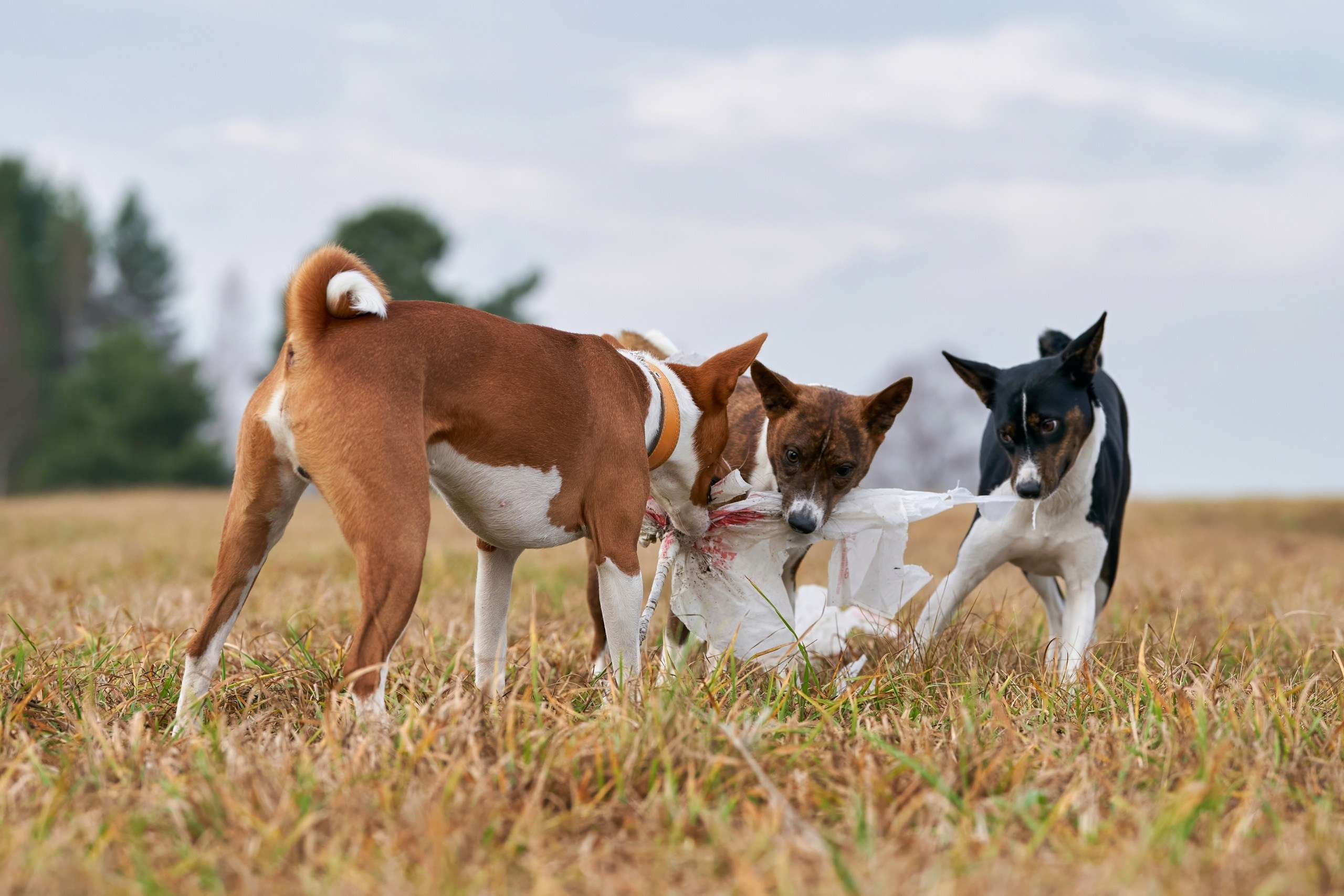 Состязания свор «Тройки». Фотограф-анималист Михаил Манухин