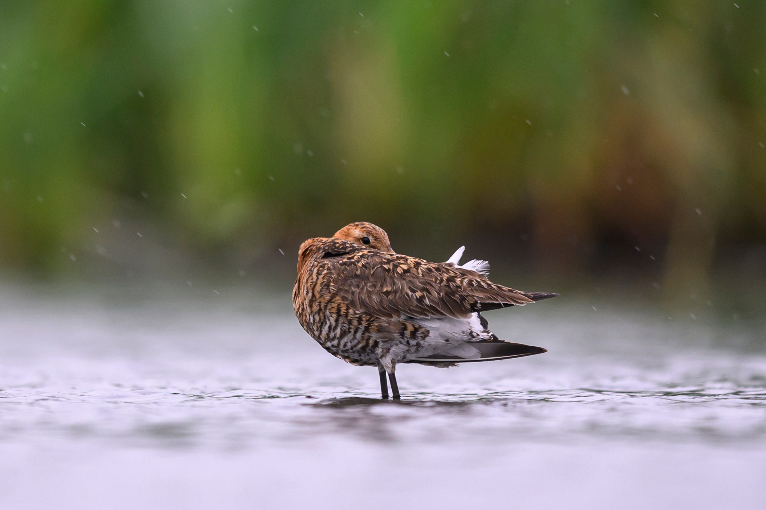 Поручейники и большой веретенник. Wildlife photography by Sergey Puponin