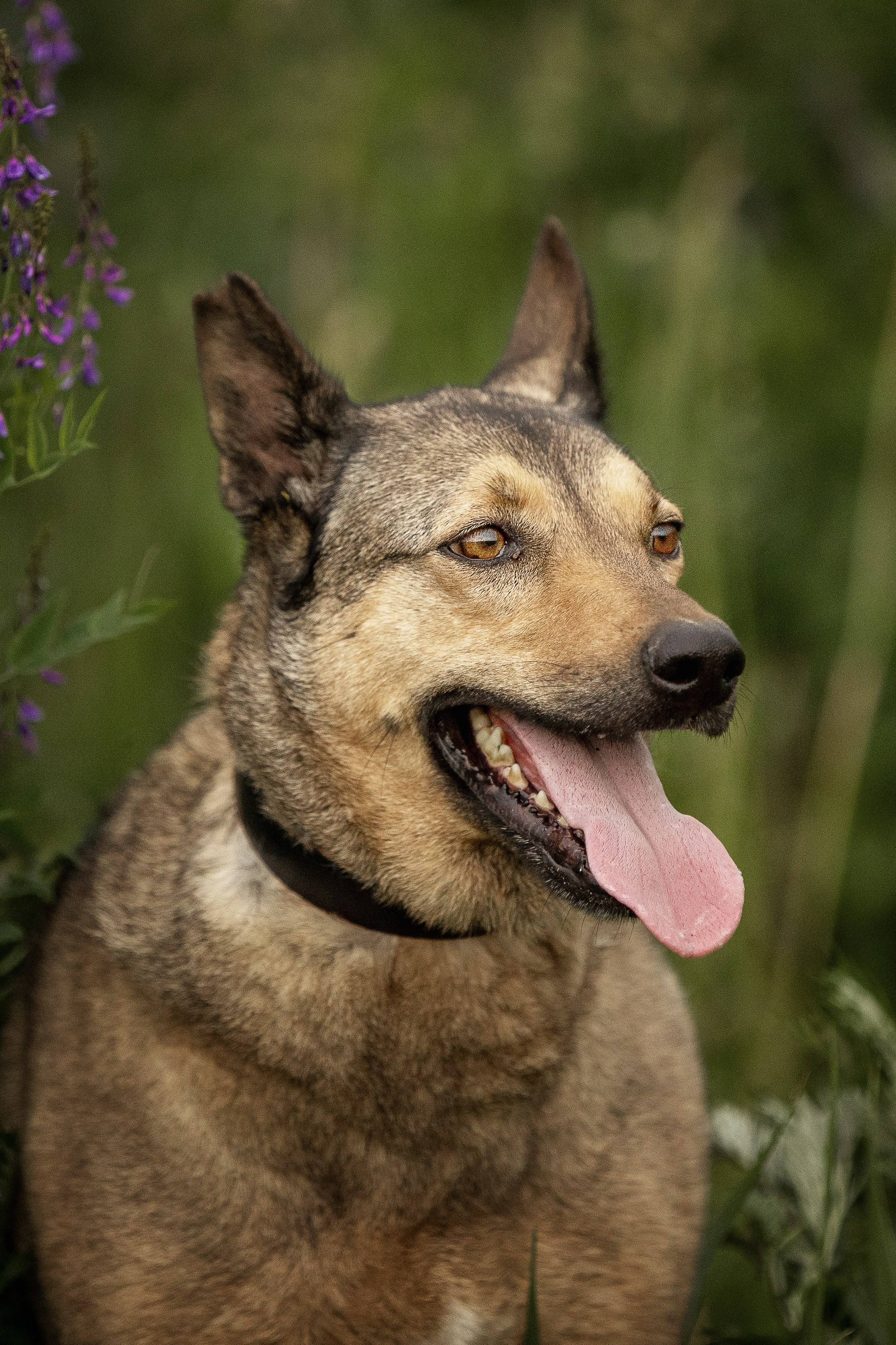 ИЩУТ ДОМ. Фотограф-анималист в Москве и Подмосковье