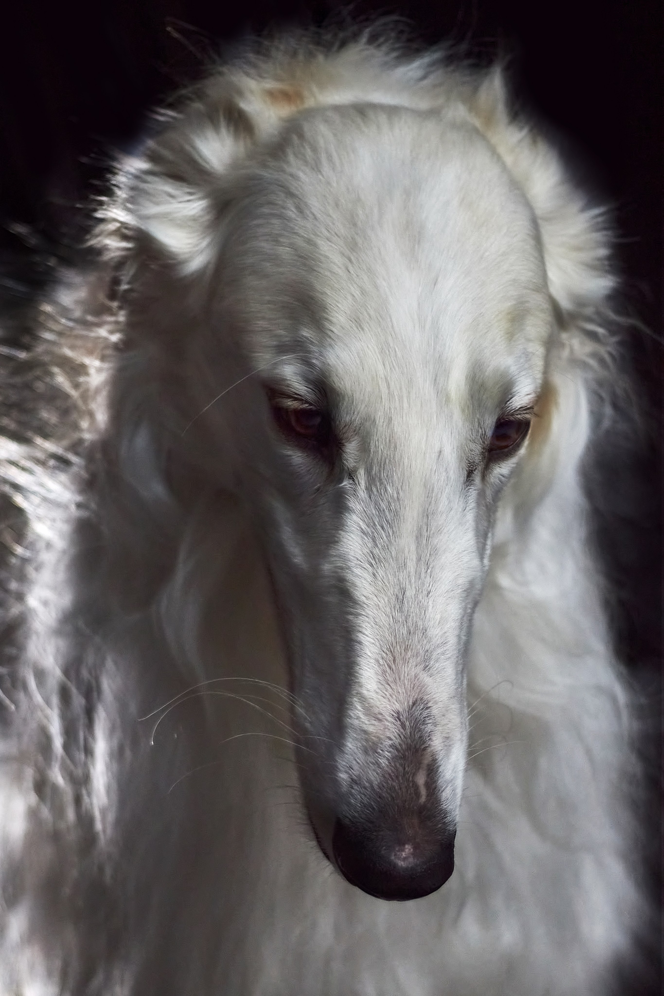 Фотограф анималист — Тула, Москва