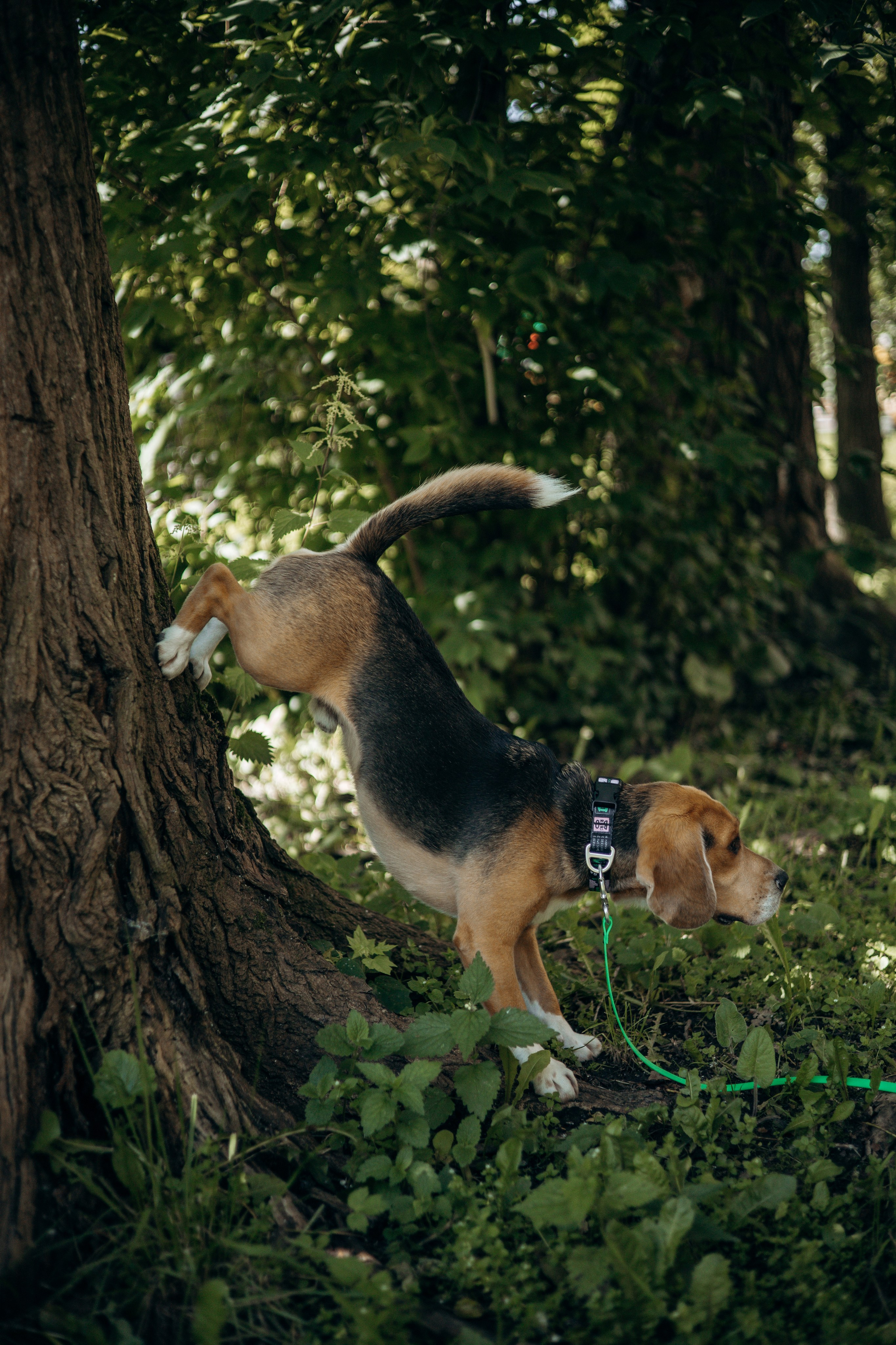 Катя и Оуджи. Фотограф — анималист •love-story•|Санкт-Петербург