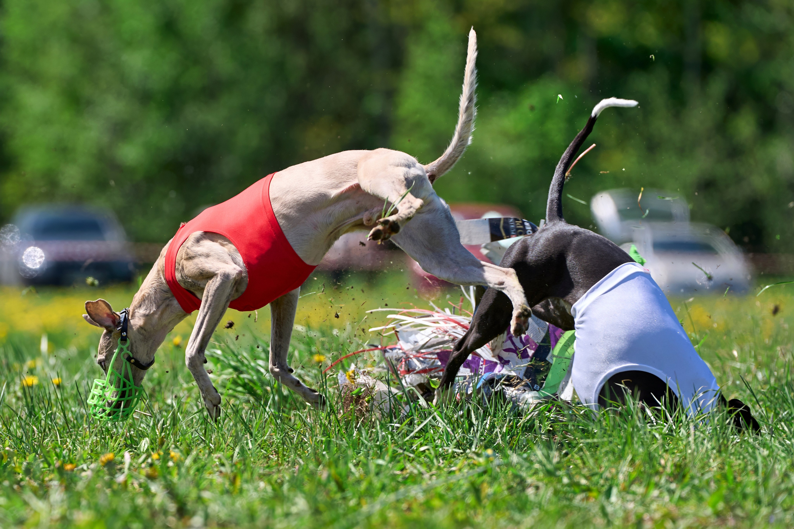 Квалификация по курсингу Донино. Фотограф-анималист Михаил Манухин