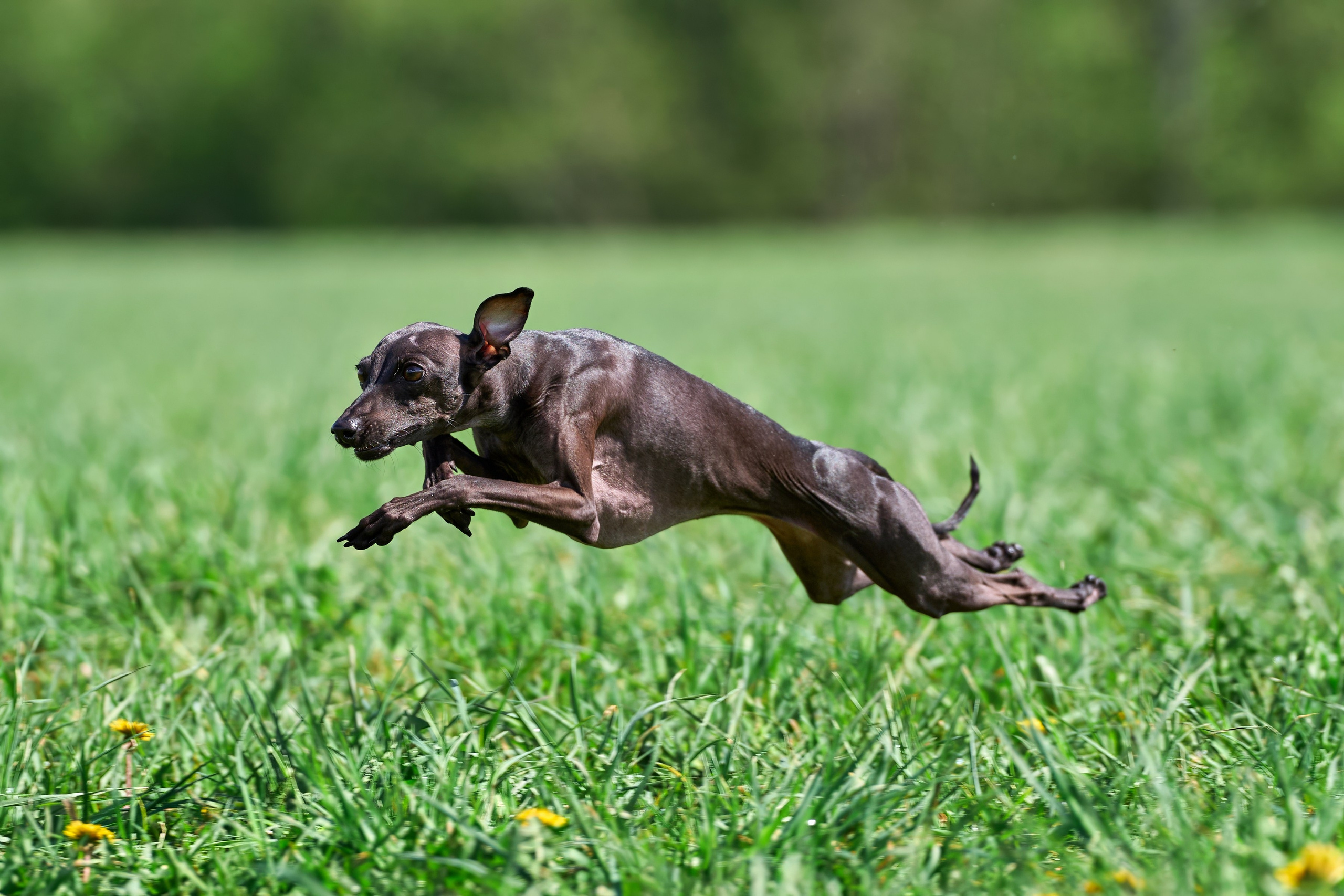 Тренировка по курсингу «на Ярославке». Фотограф-анималист Михаил Манухин