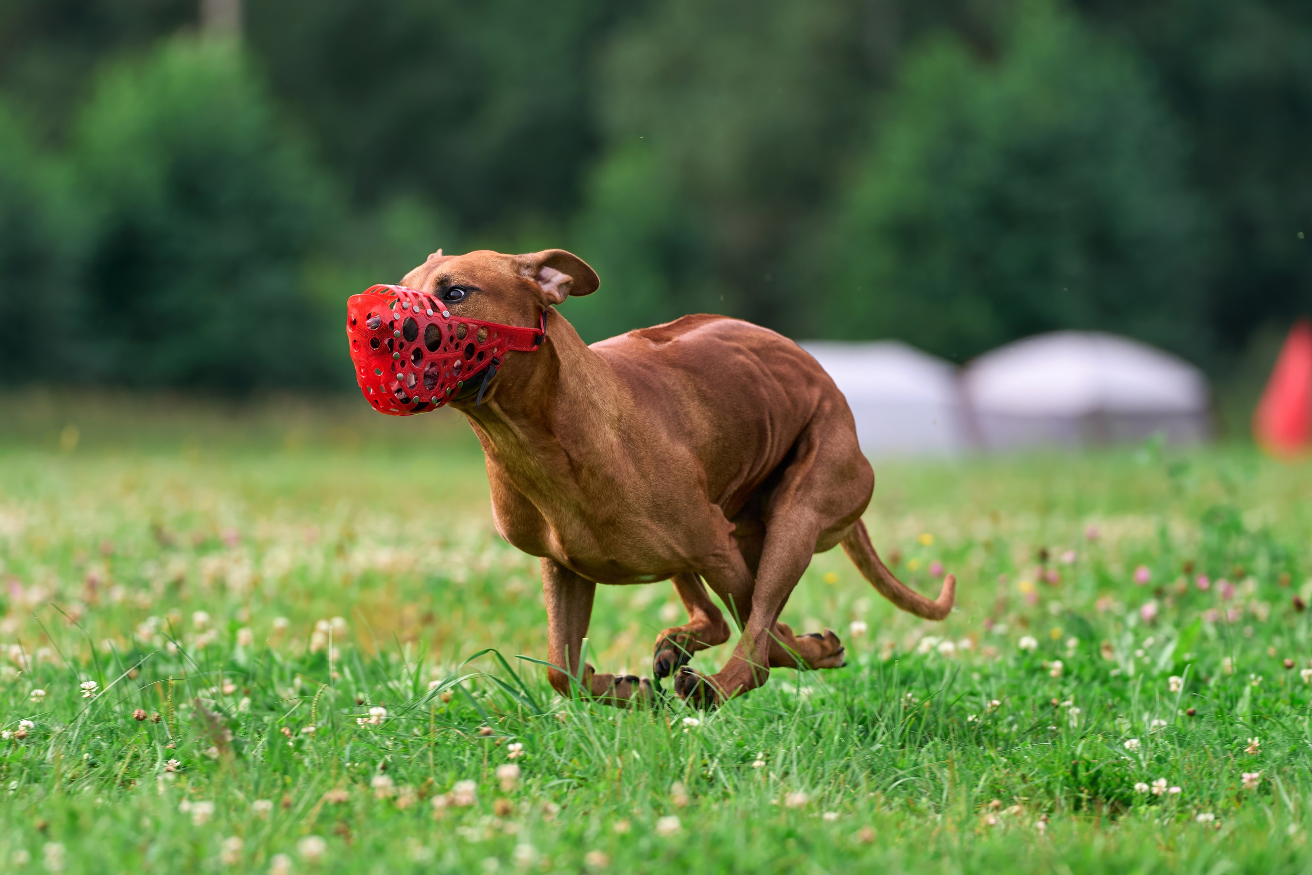 Тренировка в Донино. Фотограф-анималист Михаил Манухин