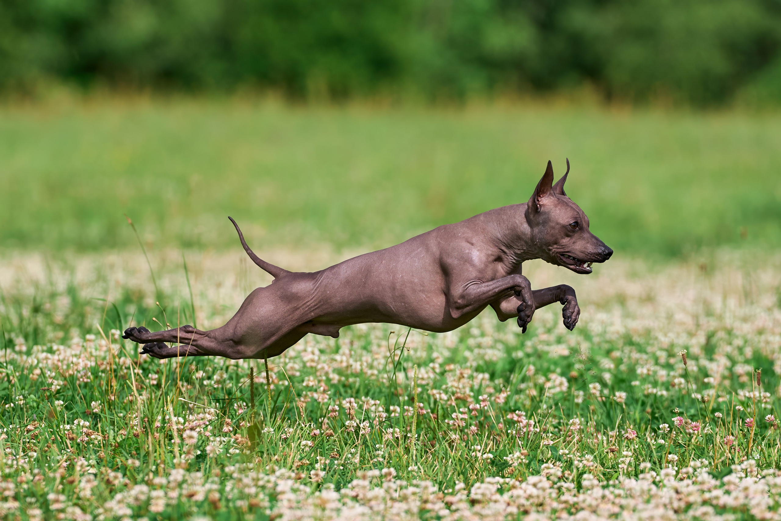Тренировка по курсингу в Донино. Фотограф-анималист Михаил Манухин