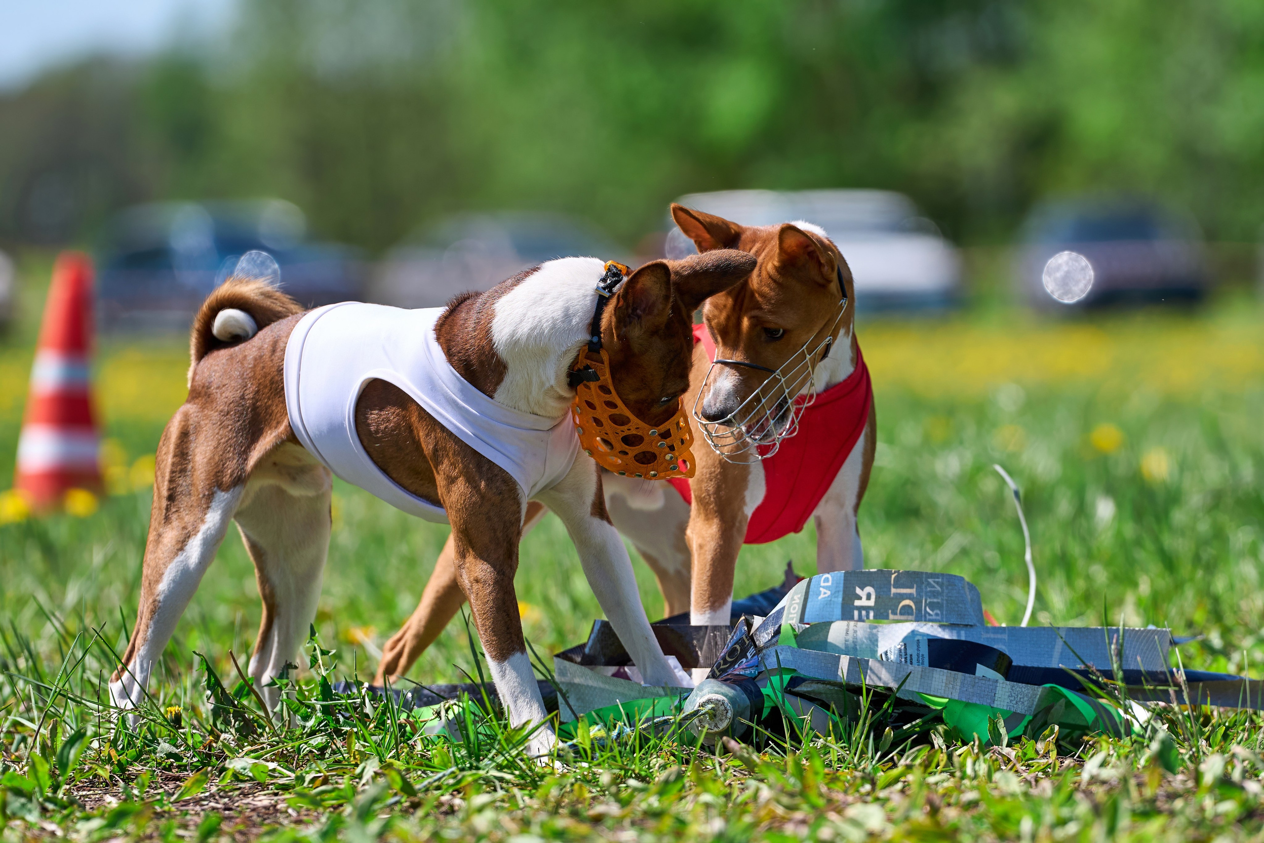 Квалификация по курсингу Донино. Фотограф-анималист Михаил Манухин