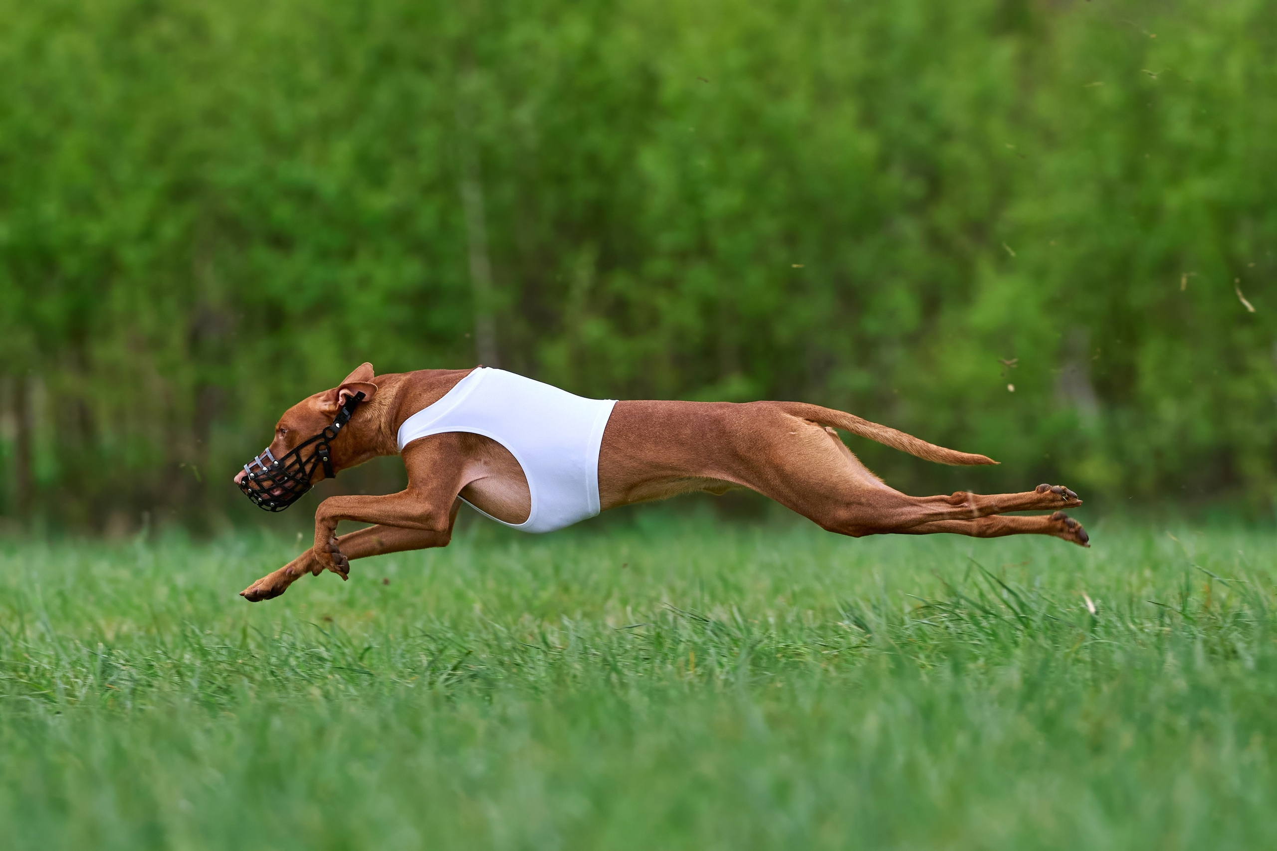 ПЧРКФ по курсингу. Фотограф-анималист Михаил Манухин