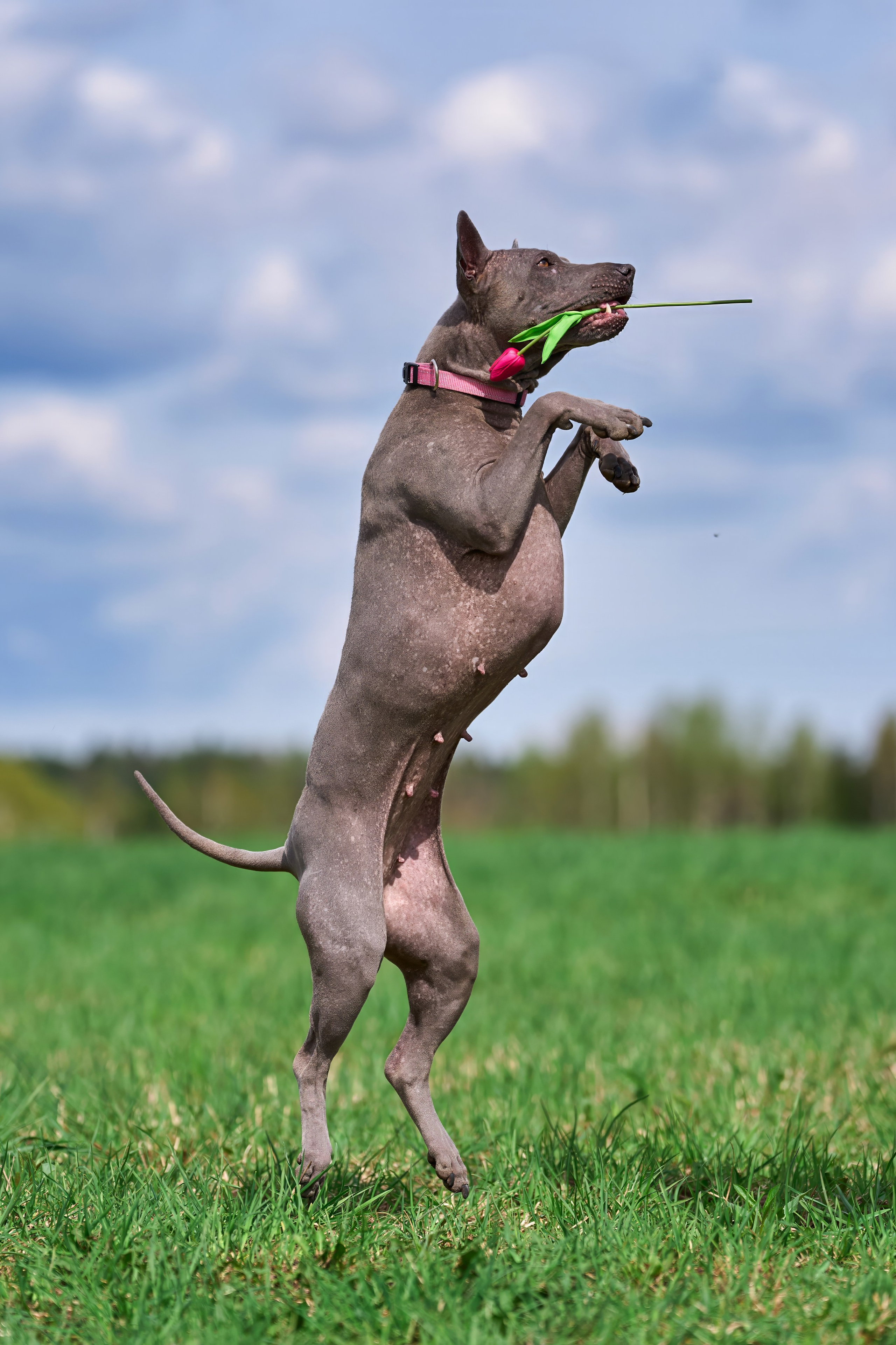 Тренировка по курсингу «на Ярославке». Фотограф-анималист Михаил Манухин
