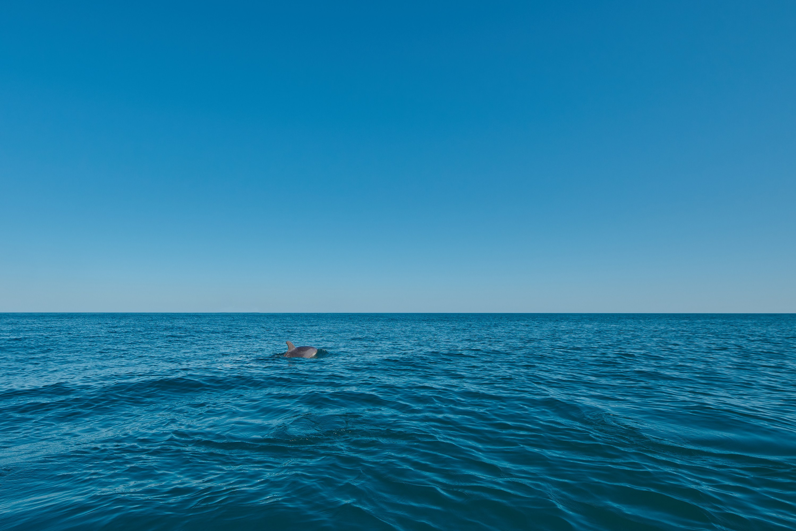 дельфин между Южной Озереевкой и Дюрсо