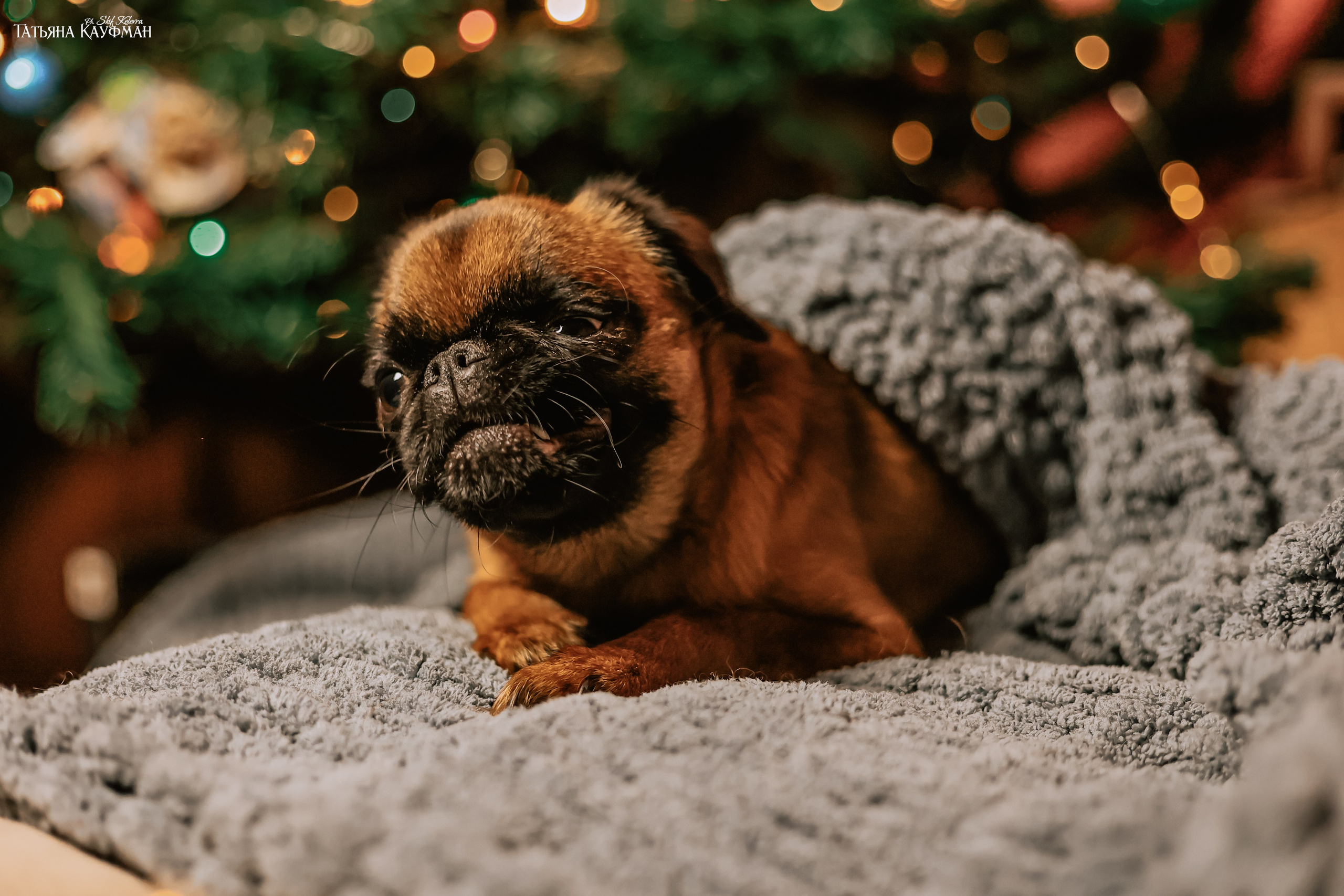 Малый брабансон, фотография брабансон, красивая собака, фотограф анималист, фотокурс Анималистика, научиться фотографировать собак, фотограф Новосибирск